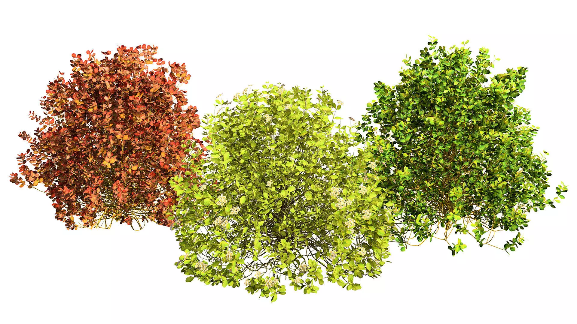 Evergreen Sunjoy Gold Beret Barberry shrub Low-poly 3D model_0