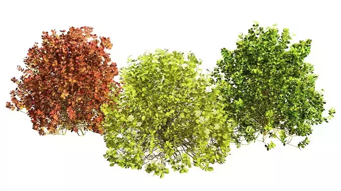 Evergreen Sunjoy Gold Beret Barberry shrub Low-poly 3D model