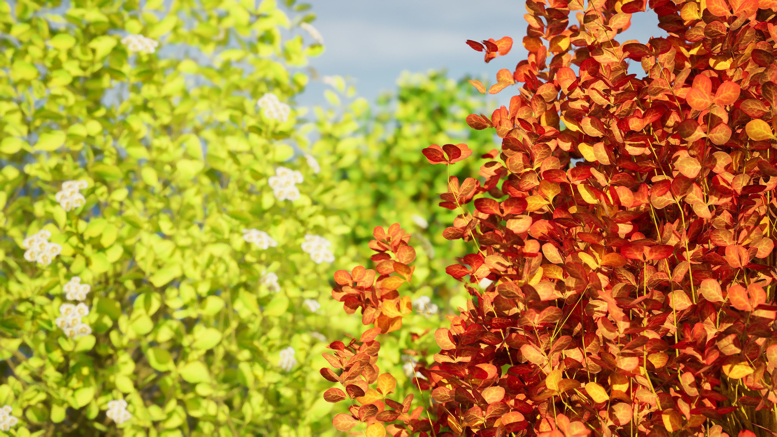 Evergreen Sunjoy Gold Beret Barberry shrub Low-poly 3D model_6