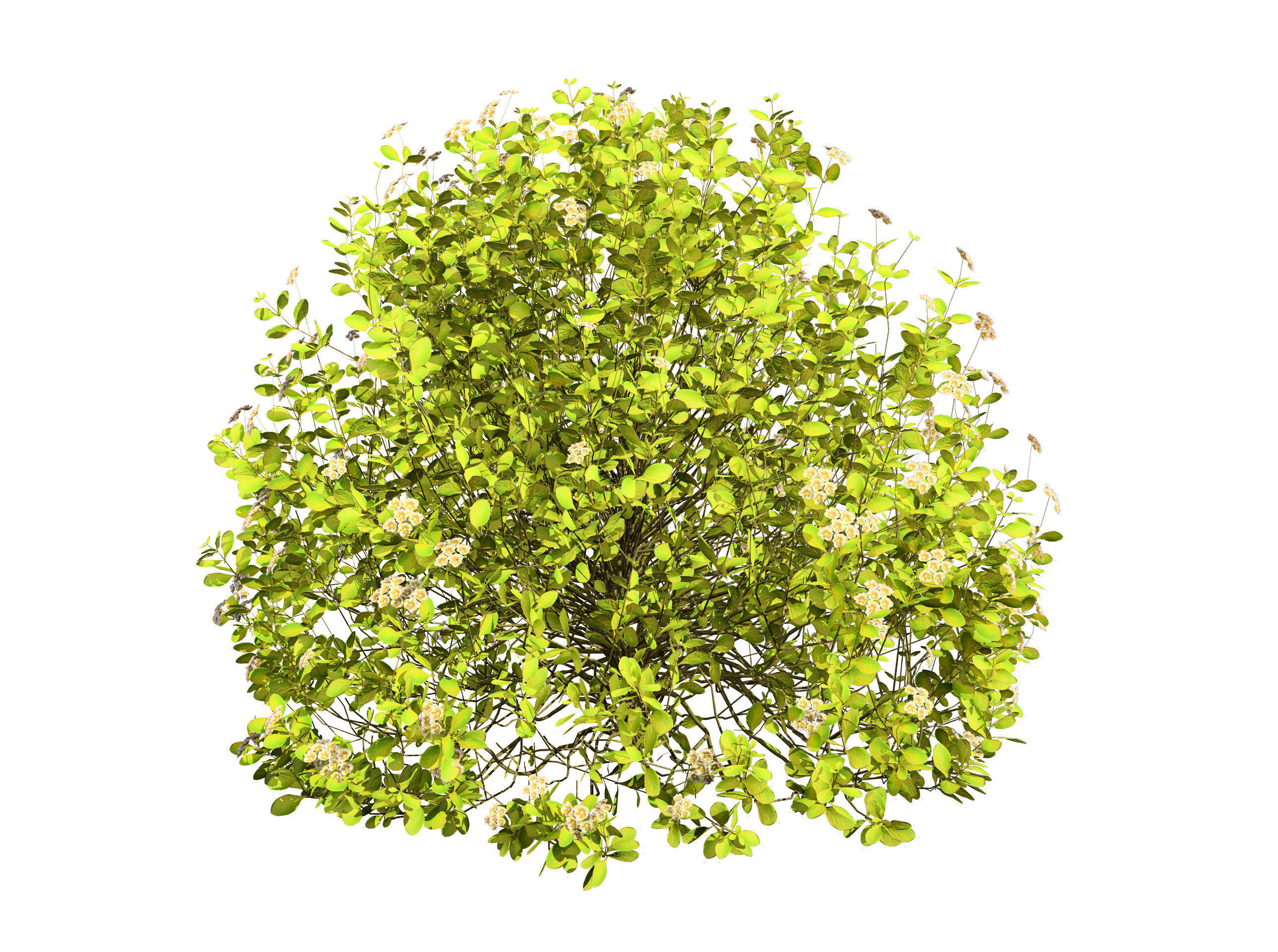 Evergreen Sunjoy Gold Beret Barberry shrub Low-poly 3D model_2