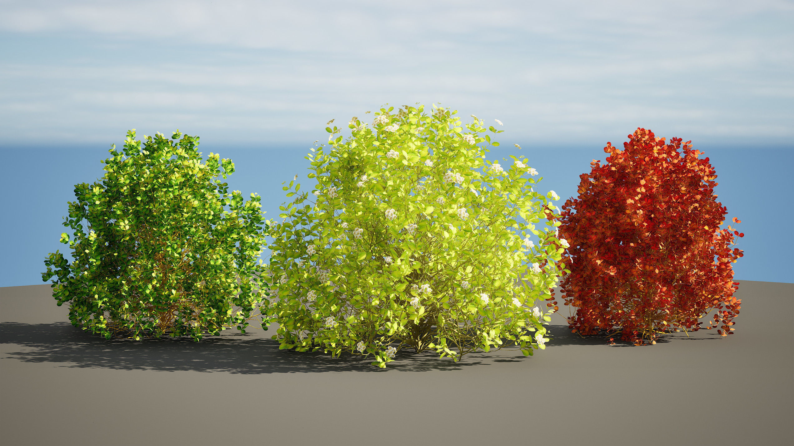 Evergreen Sunjoy Gold Beret Barberry shrub Low-poly 3D model_7