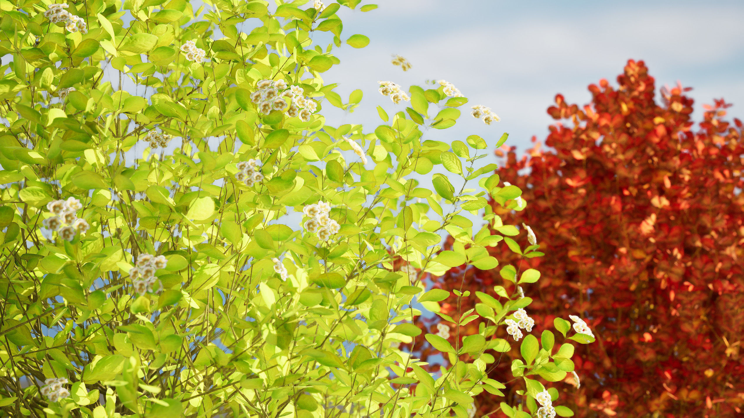 Evergreen Sunjoy Gold Beret Barberry shrub Low-poly 3D model_5