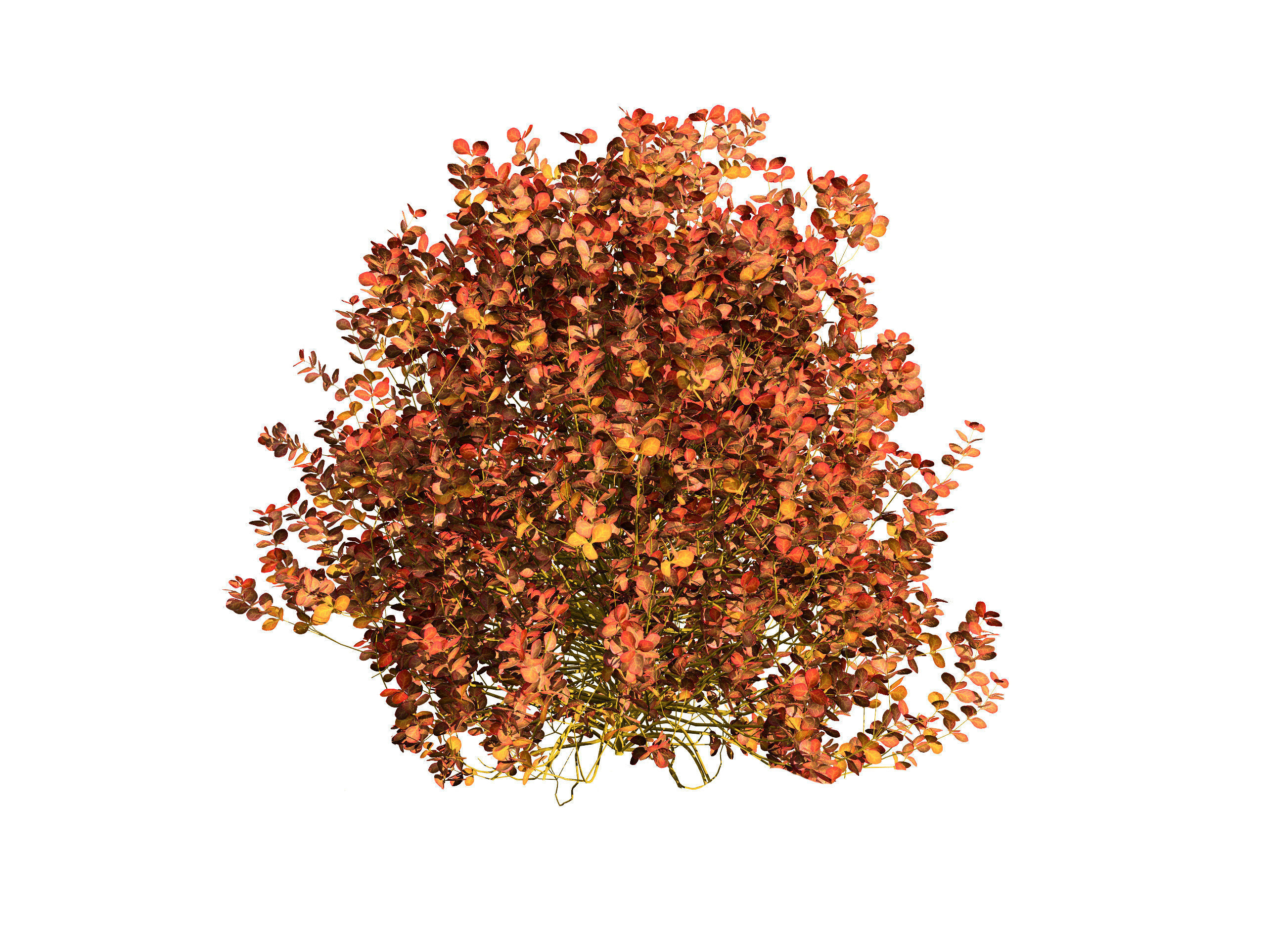 Evergreen Sunjoy Gold Beret Barberry shrub Low-poly 3D model_8