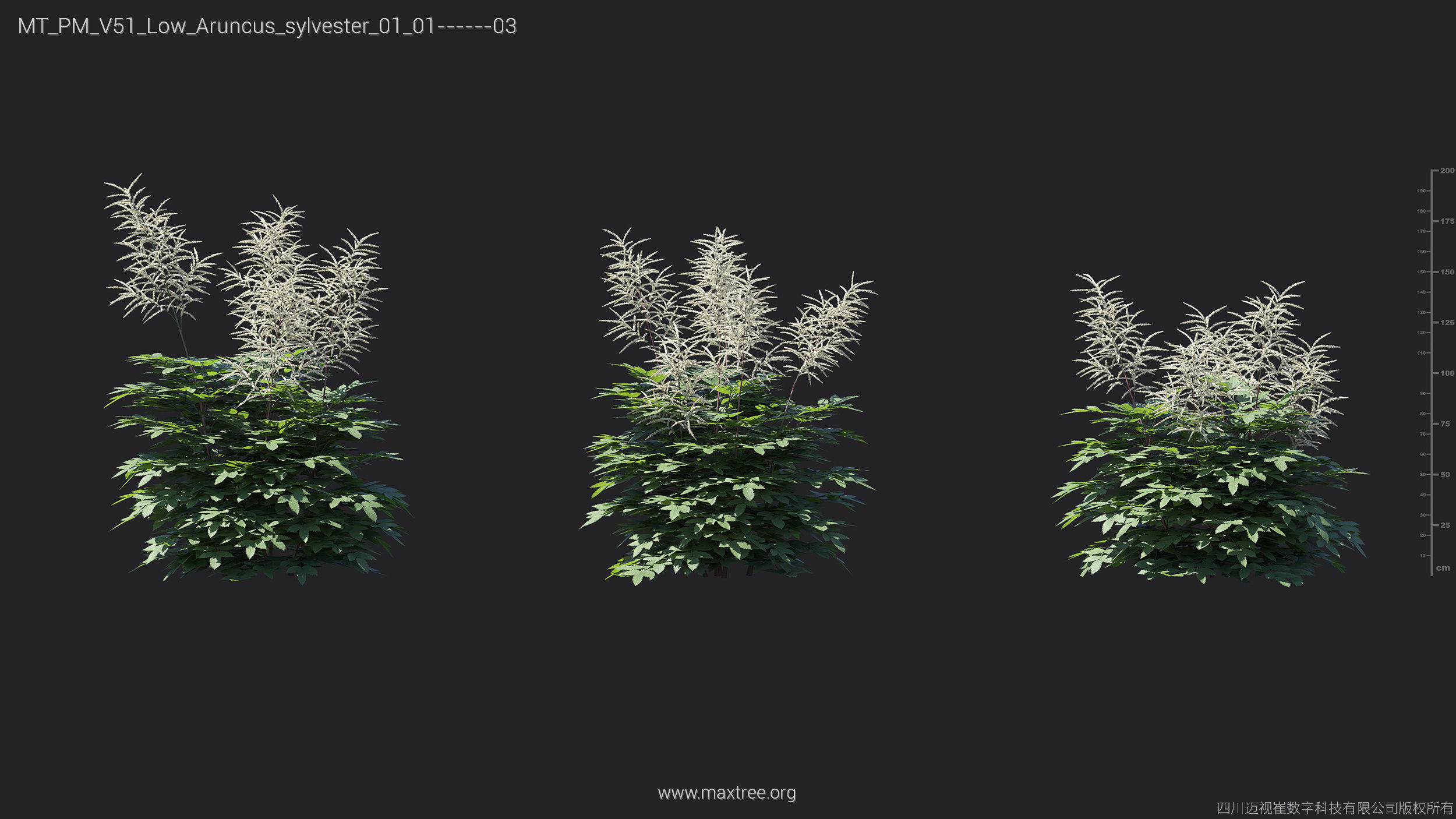 Maxtree Plant Models Vol 51 Low Poly - Mesh 3D model_15