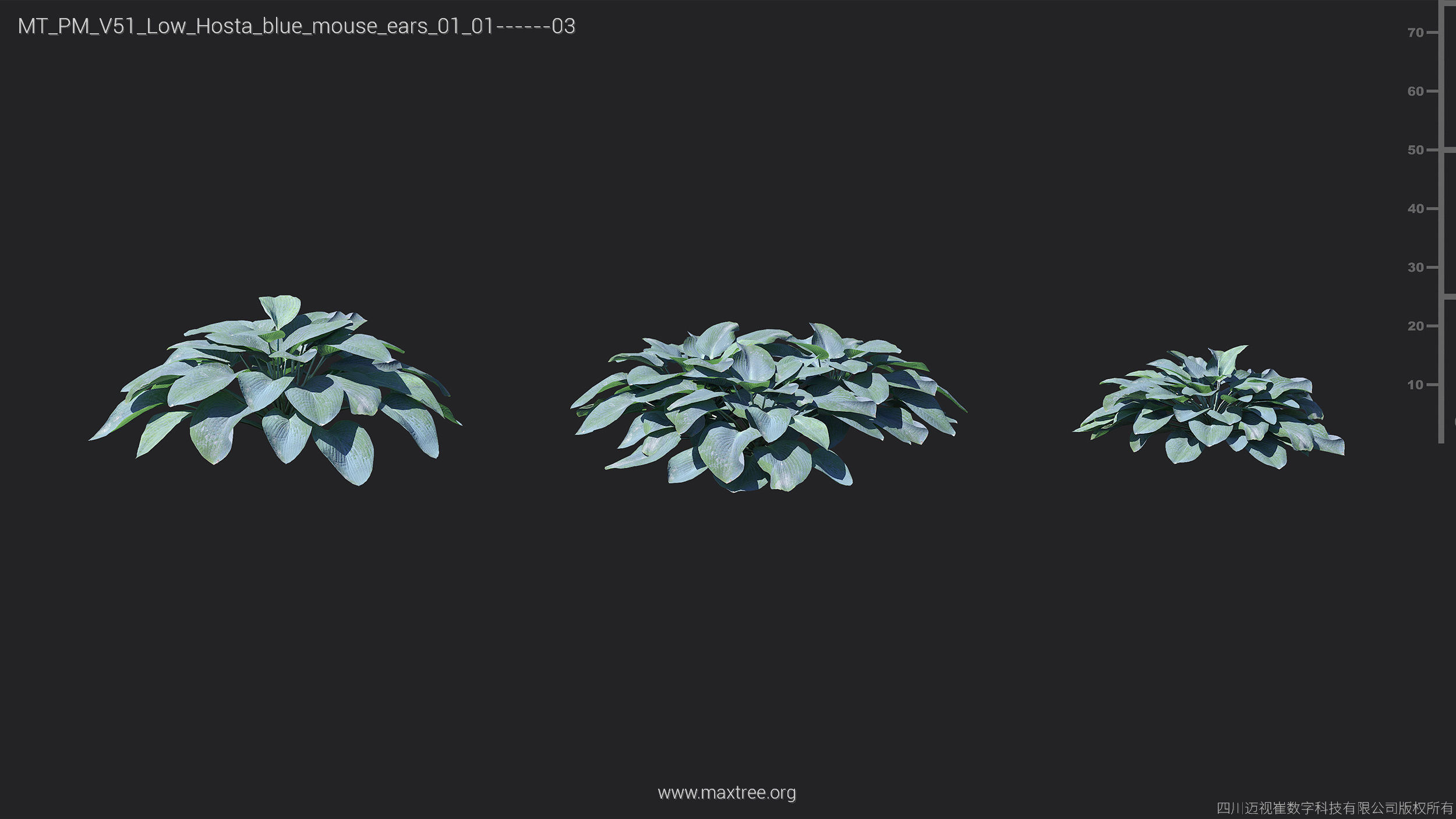 Maxtree Plant Models Vol 51 Low Poly - Mesh 3D model_19