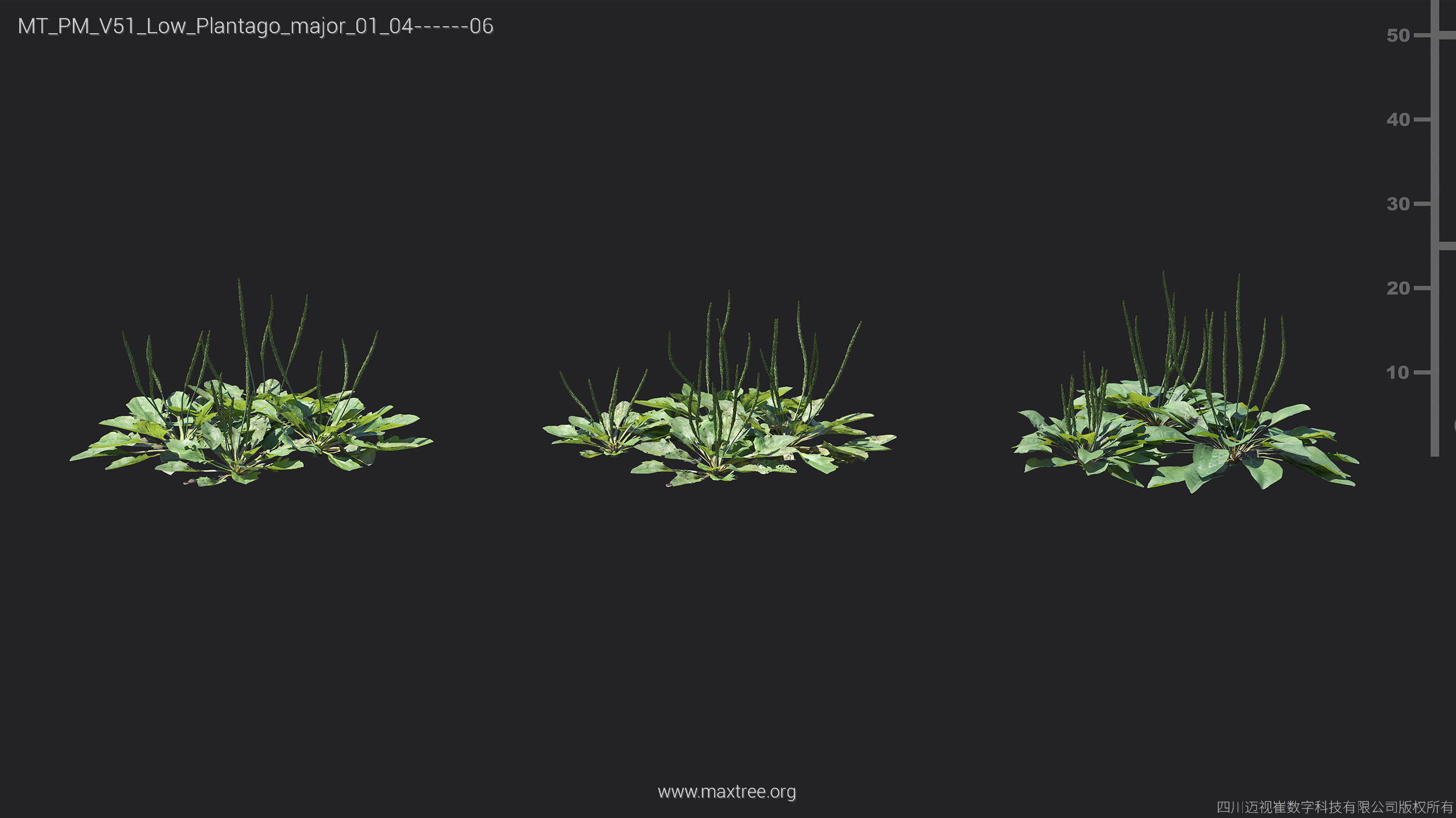Maxtree Plant Models Vol 51 Low Poly - Mesh 3D model_26