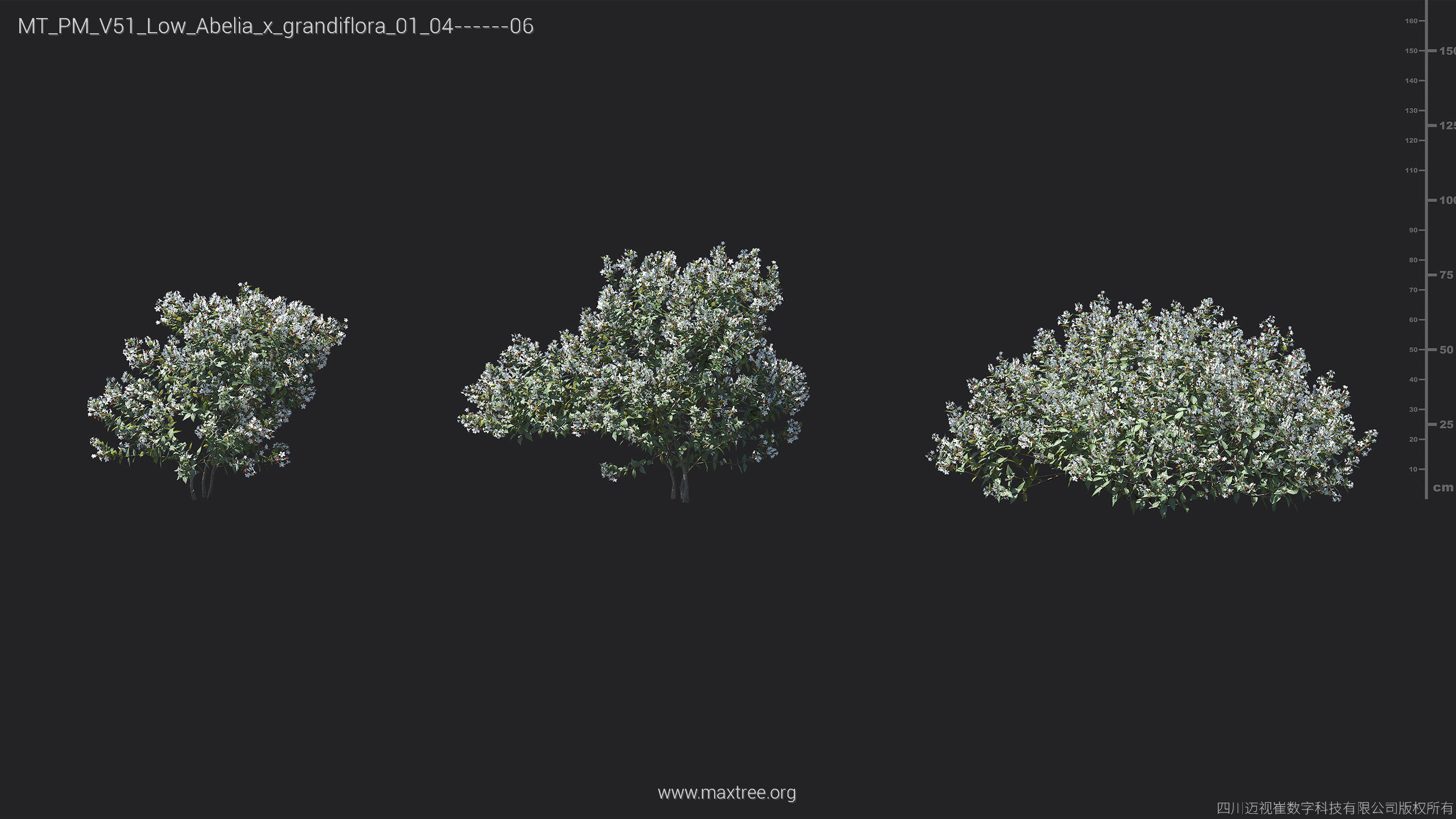 Maxtree Plant Models Vol 51 Low Poly - Mesh 3D model_13