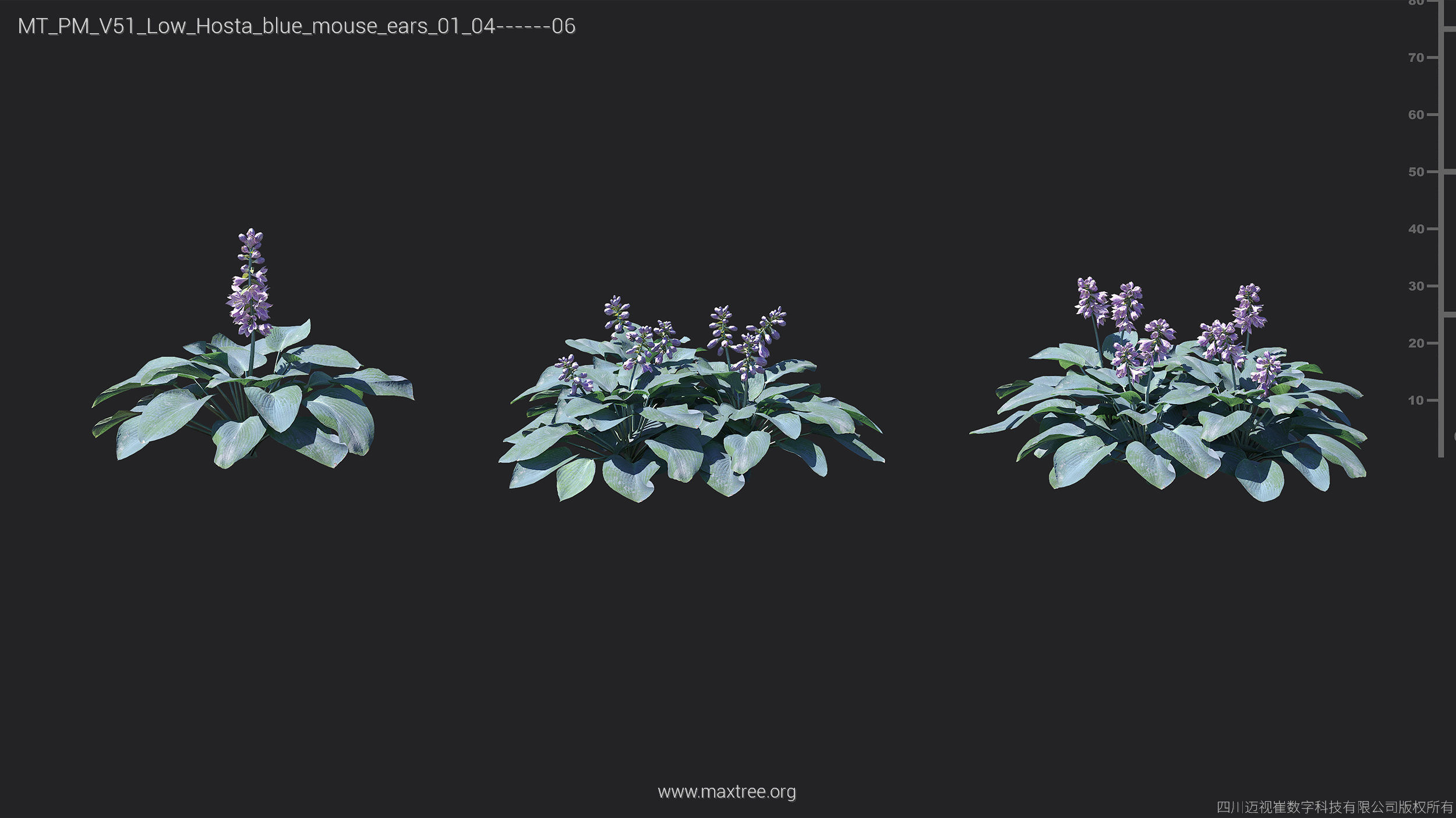 Maxtree Plant Models Vol 51 Low Poly - Mesh 3D model_27