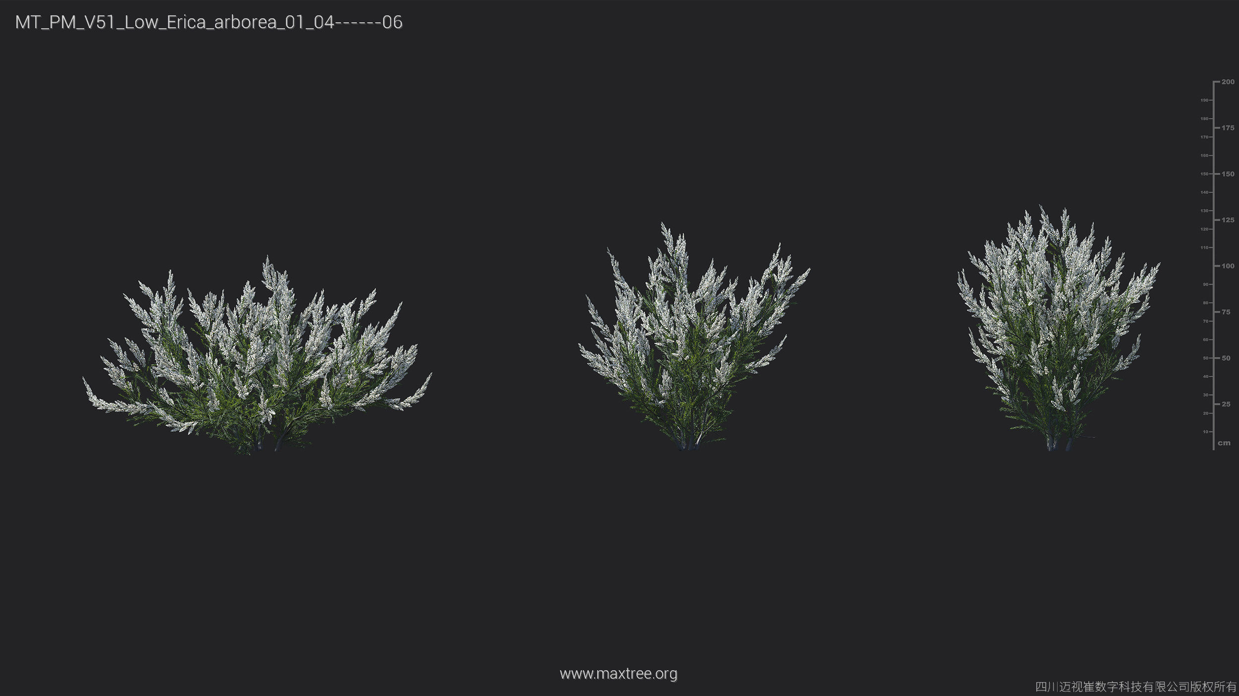 Maxtree Plant Models Vol 51 Low Poly - Mesh 3D model_10