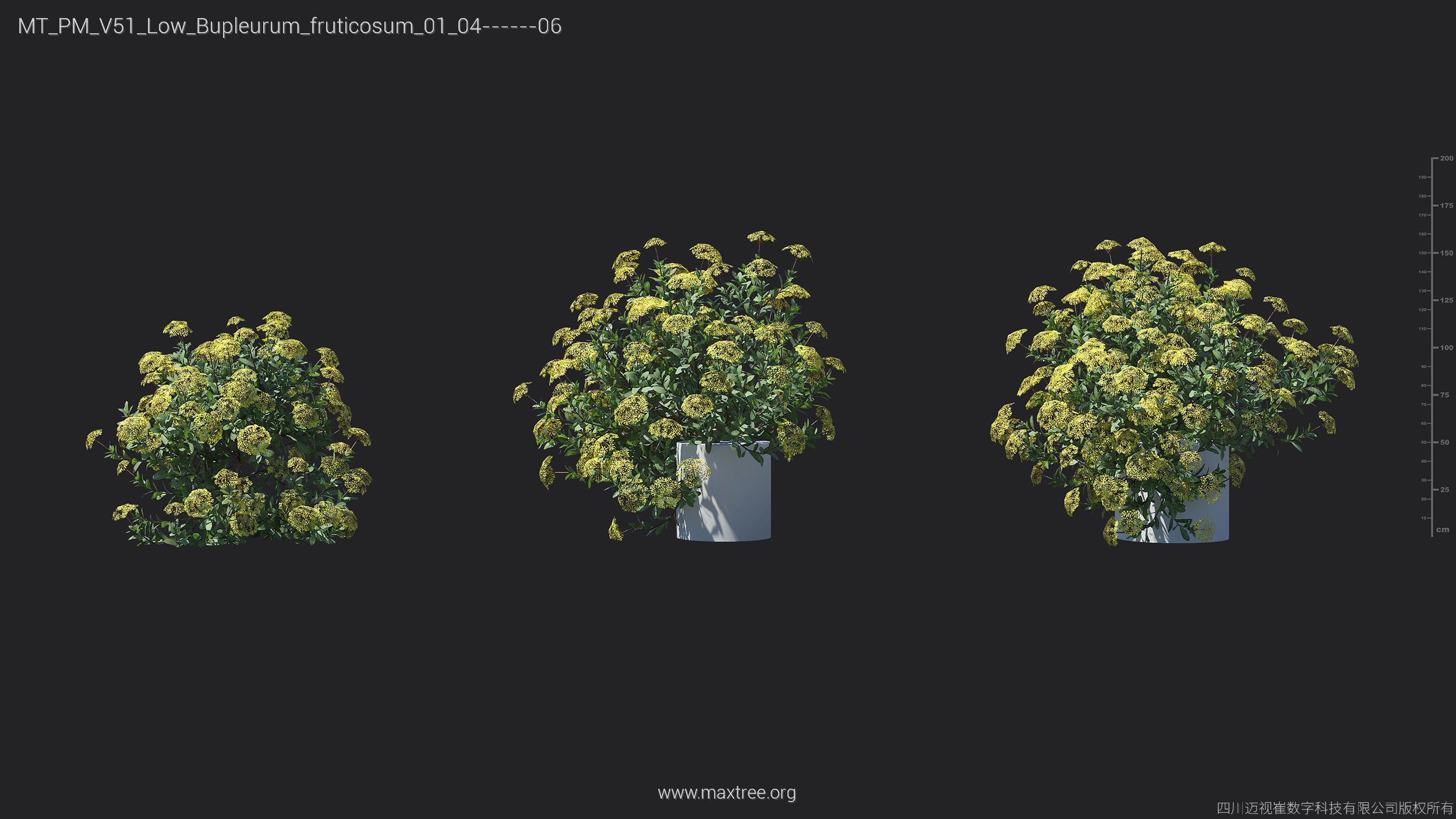 Maxtree Plant Models Vol 51 Low Poly - Mesh 3D model_3