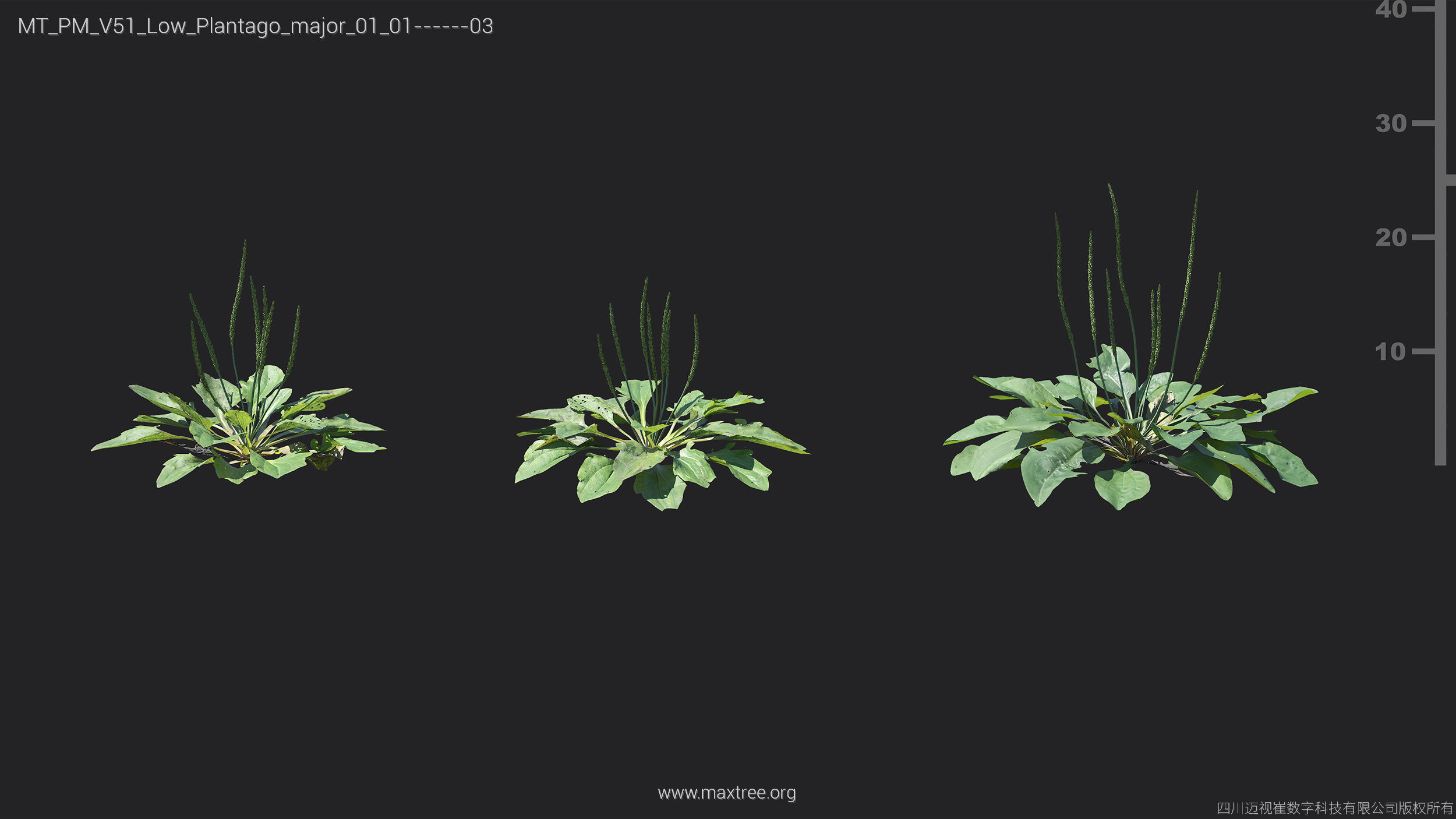 Maxtree Plant Models Vol 51 Low Poly - Mesh 3D model_20