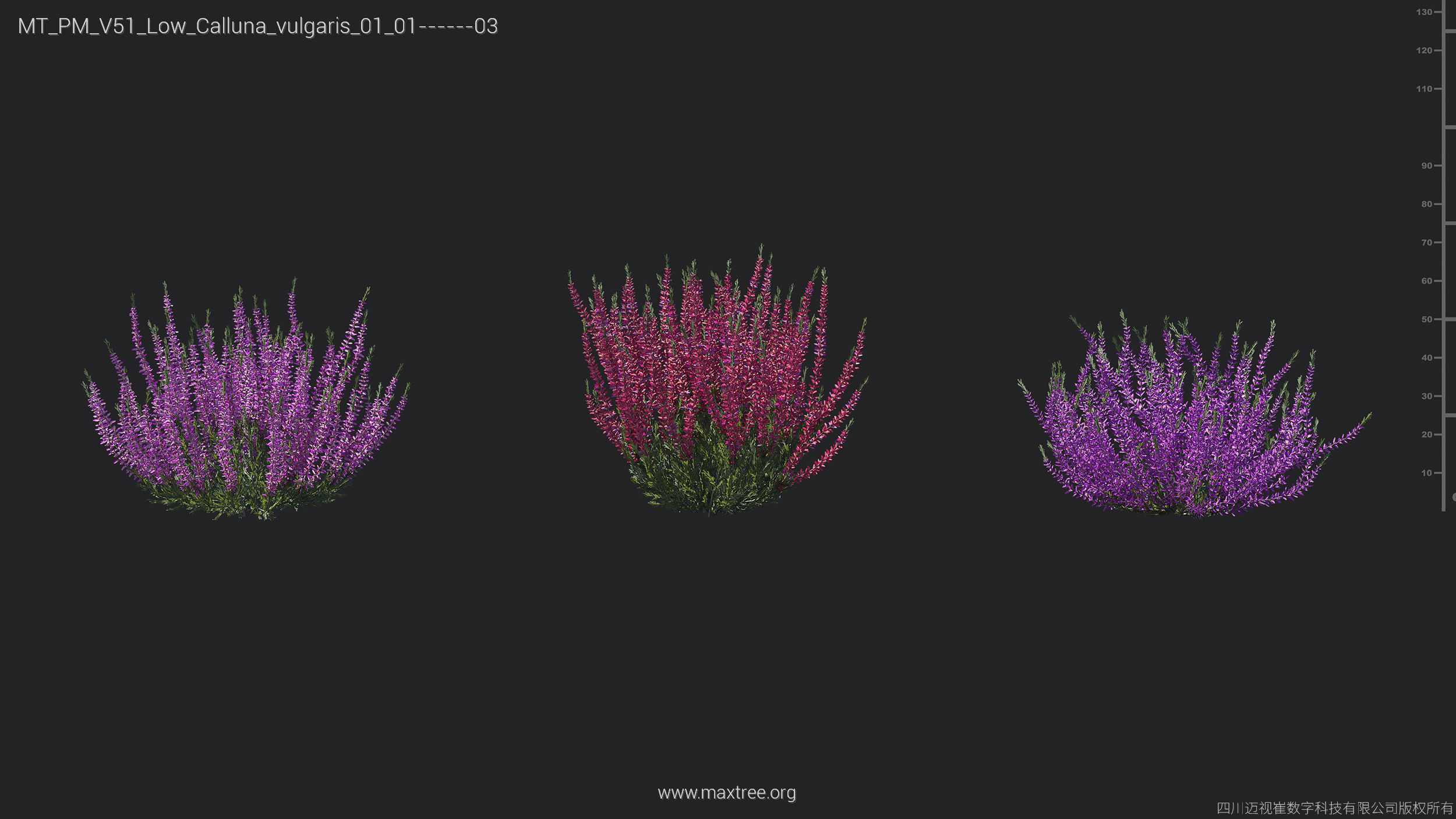 Maxtree Plant Models Vol 51 Low Poly - Mesh 3D model_5