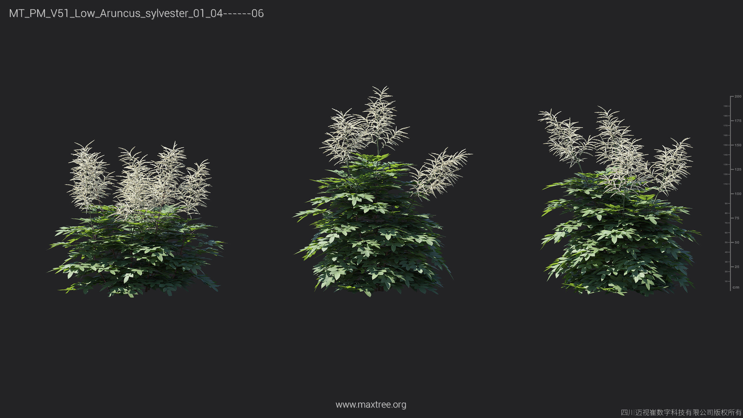 Maxtree Plant Models Vol 51 Low Poly - Mesh 3D model_6