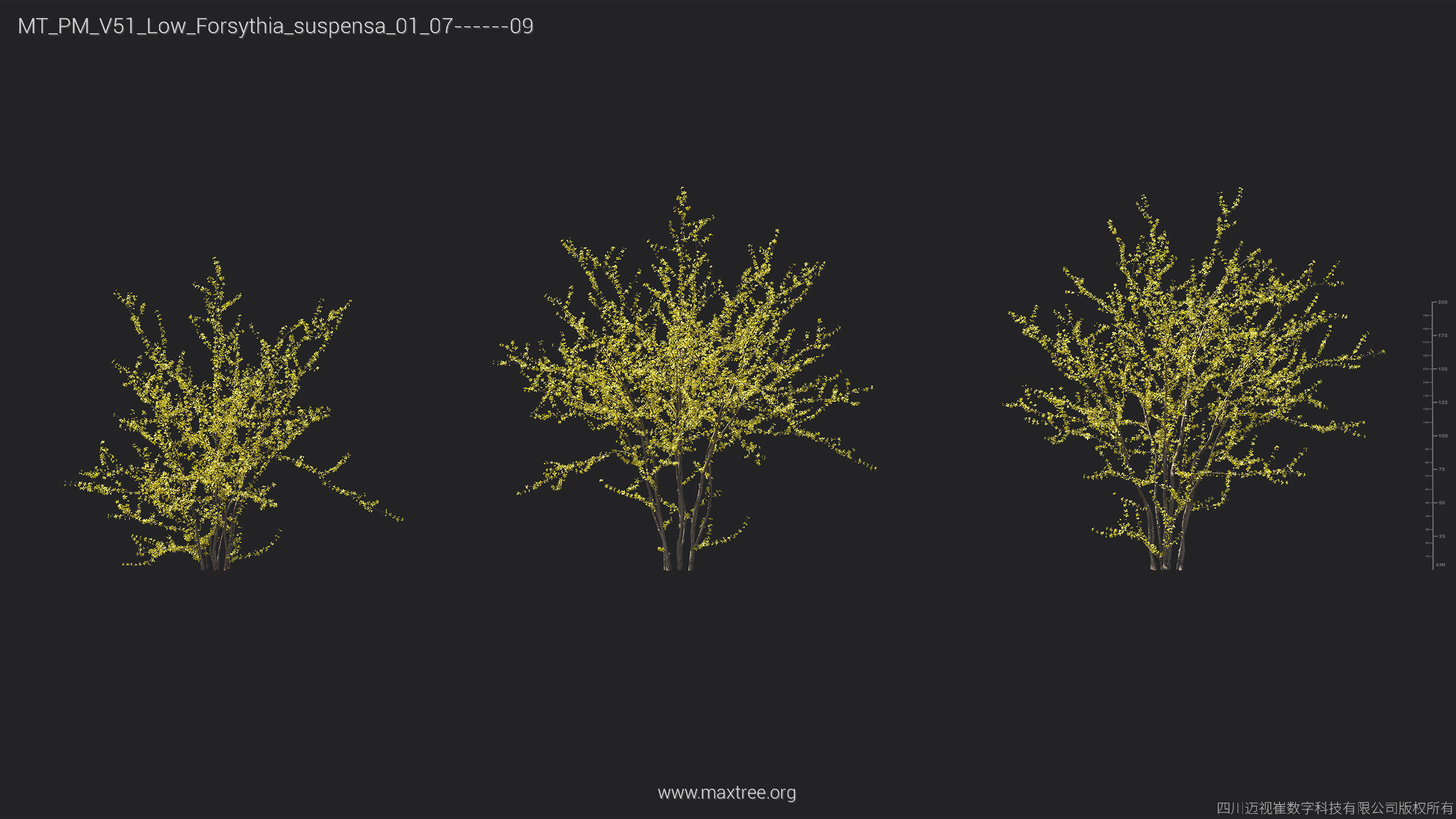Maxtree Plant Models Vol 51 Low Poly - Mesh 3D model_16