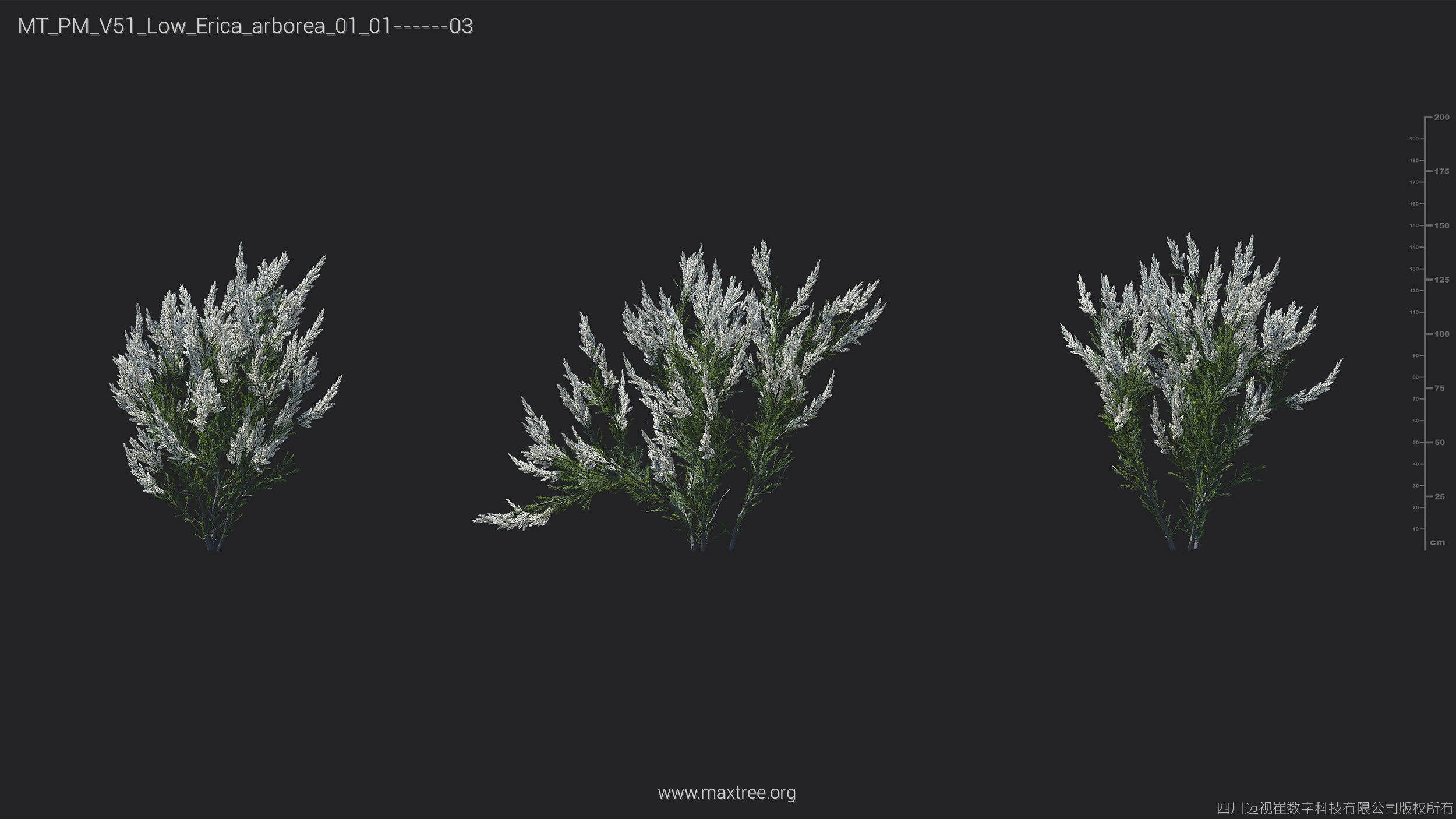 Maxtree Plant Models Vol 51 Low Poly - Mesh 3D model_12