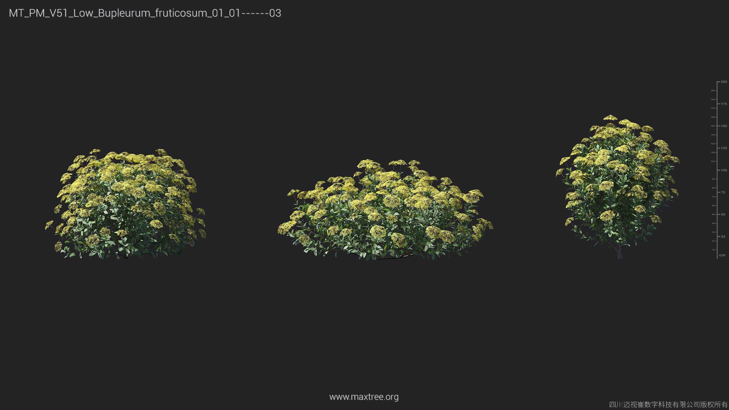 Maxtree Plant Models Vol 51 Low Poly - Mesh 3D model_14