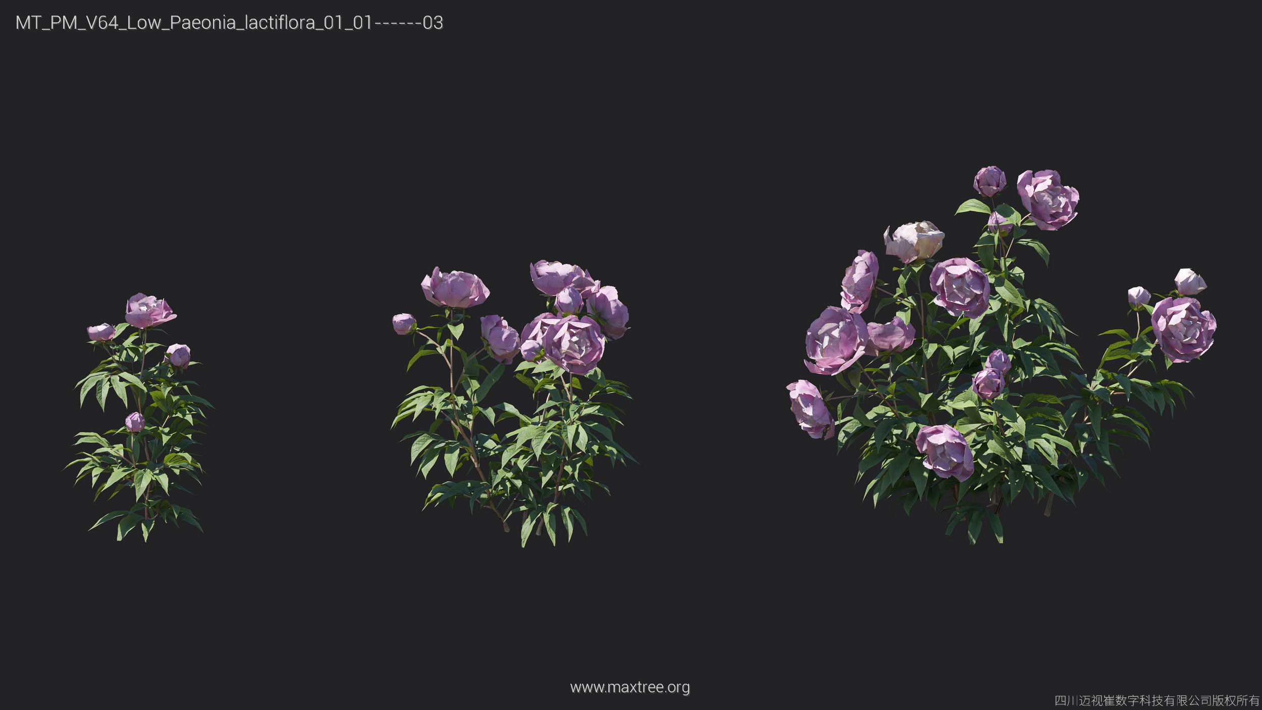 Maxtree Plant Models Vol 64 Low Poly - Mesh 3D model_19