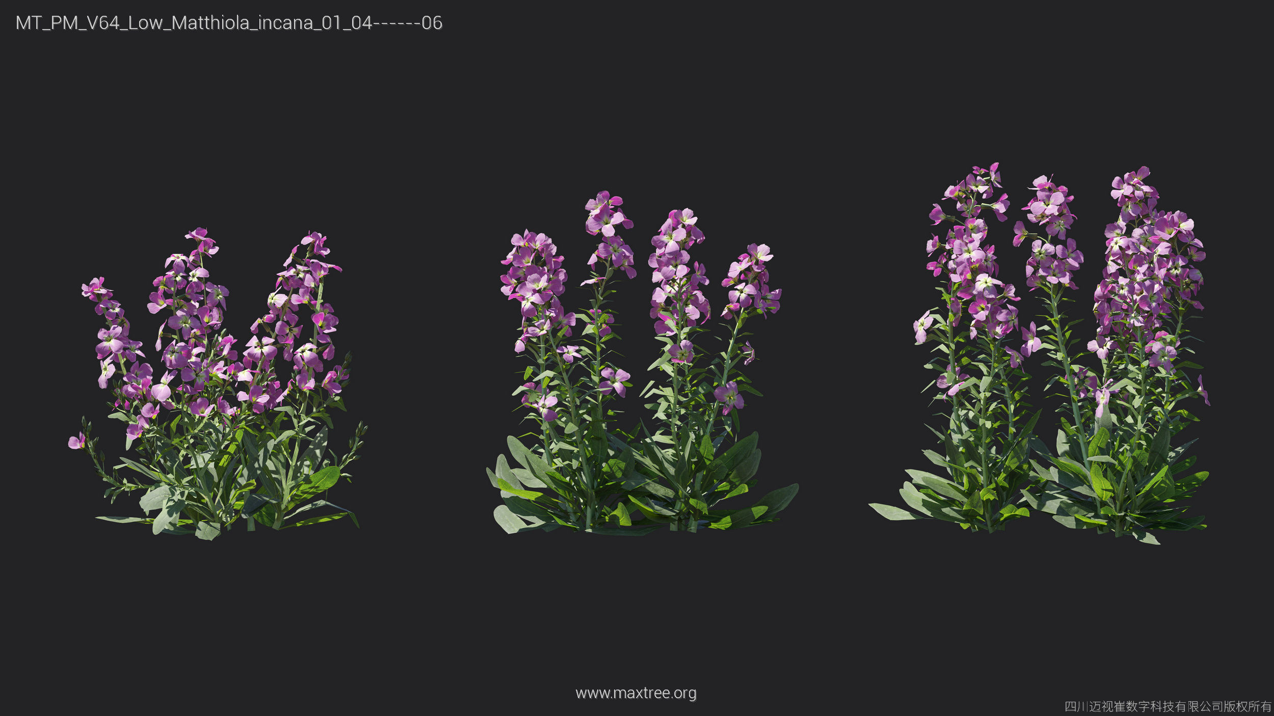 Maxtree Plant Models Vol 64 Low Poly - Mesh 3D model_14