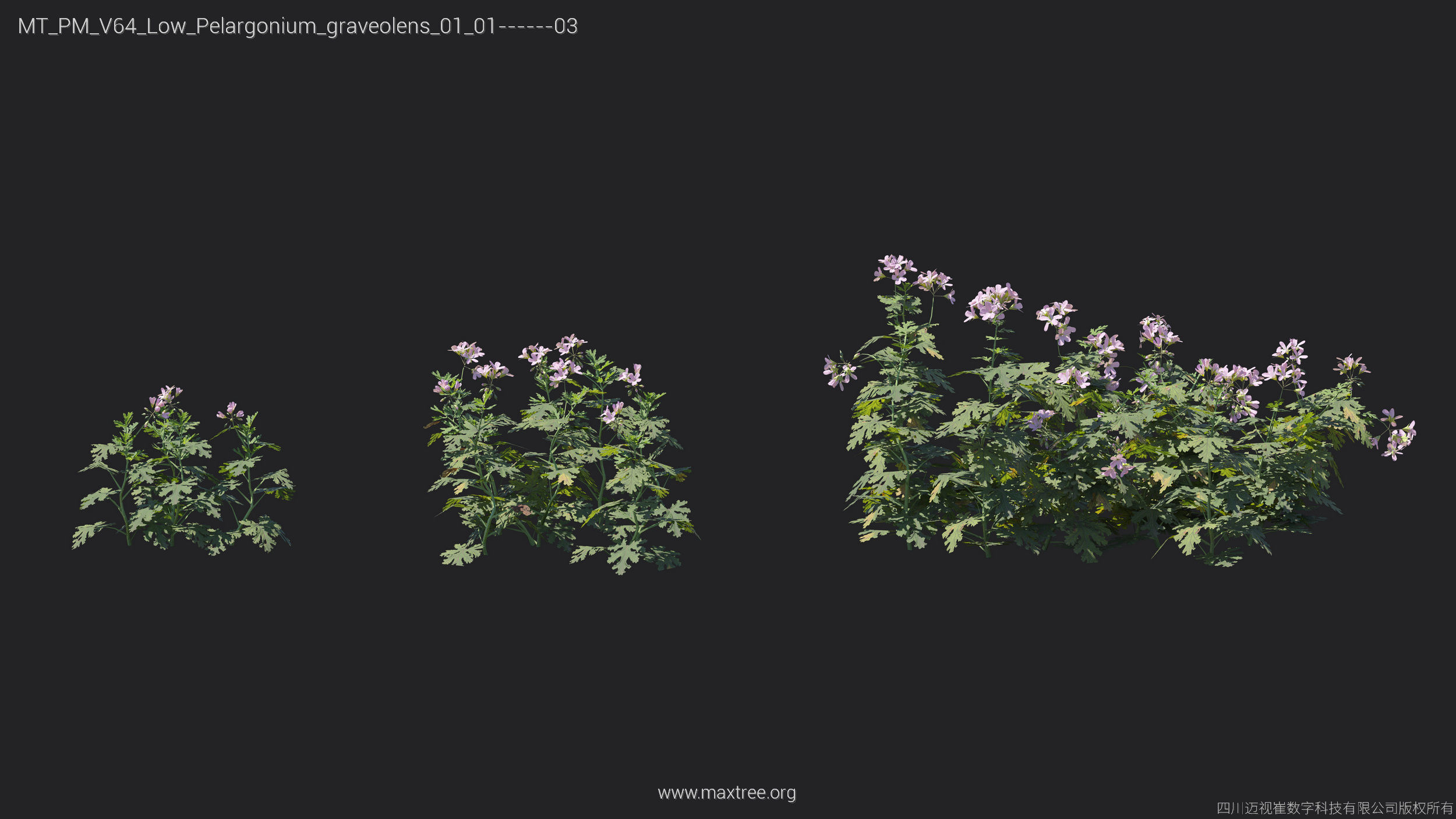 Maxtree Plant Models Vol 64 Low Poly - Mesh 3D model_21