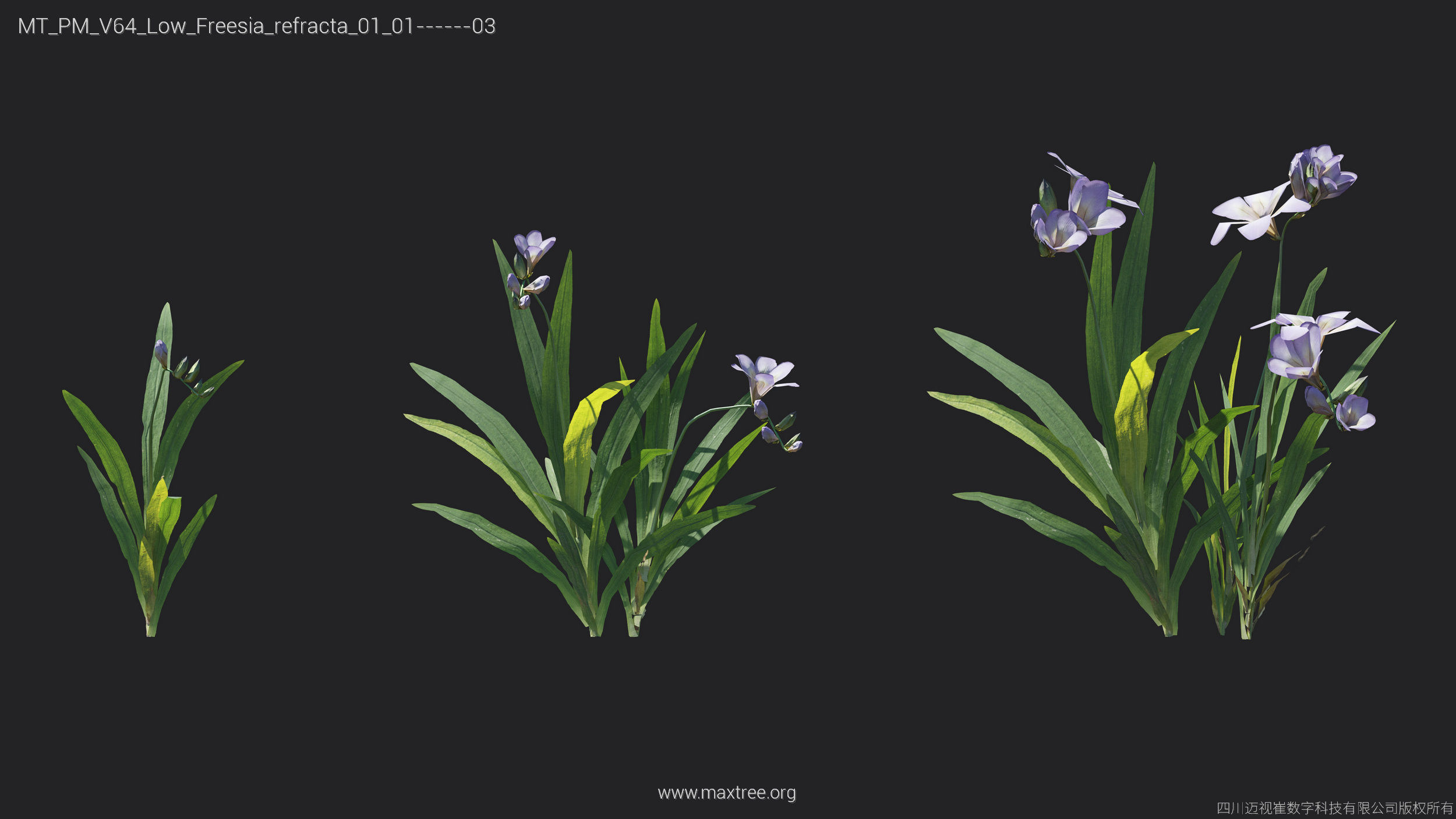 Maxtree Plant Models Vol 64 Low Poly - Mesh 3D model_7