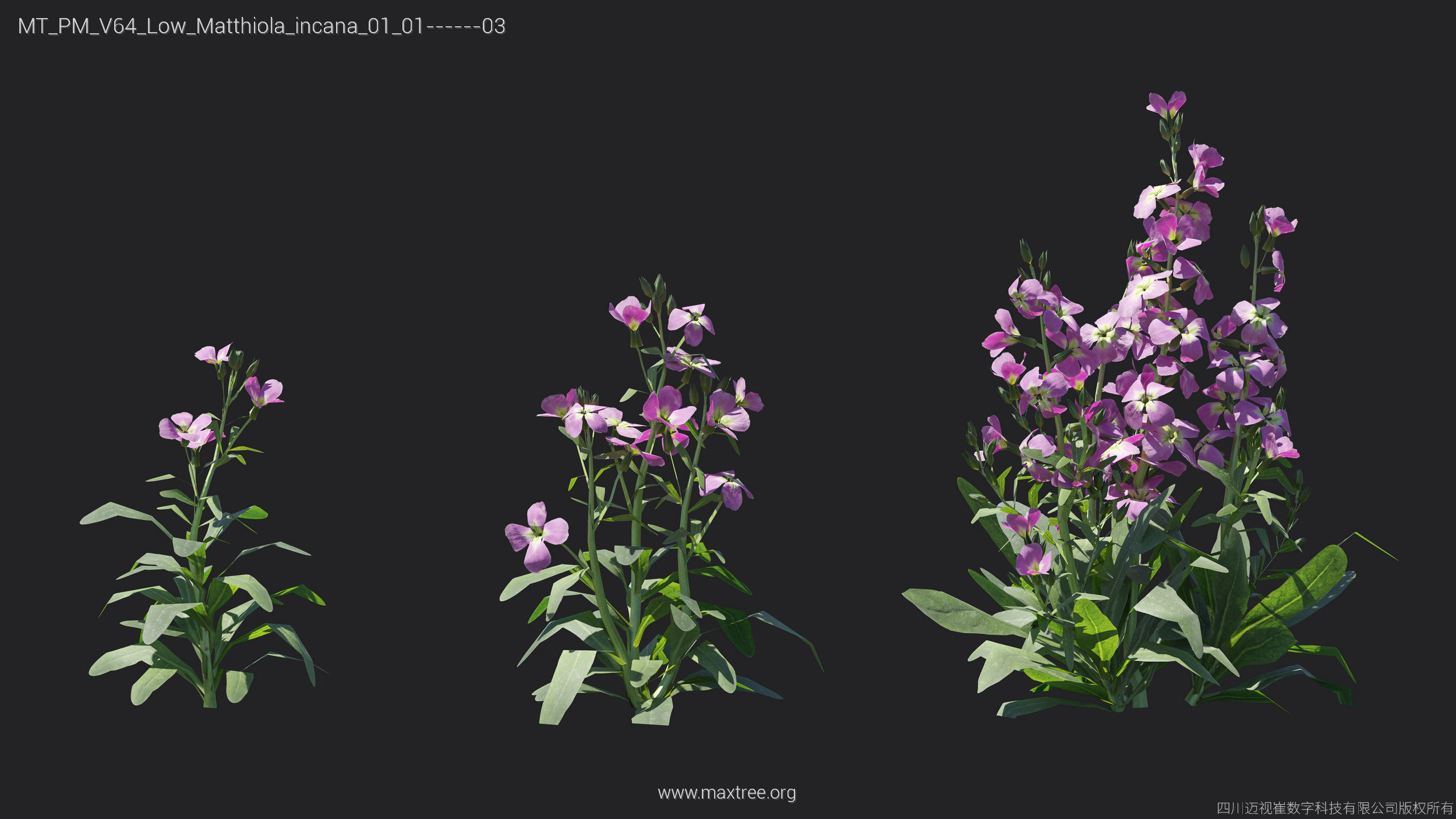 Maxtree Plant Models Vol 64 Low Poly - Mesh 3D model_13