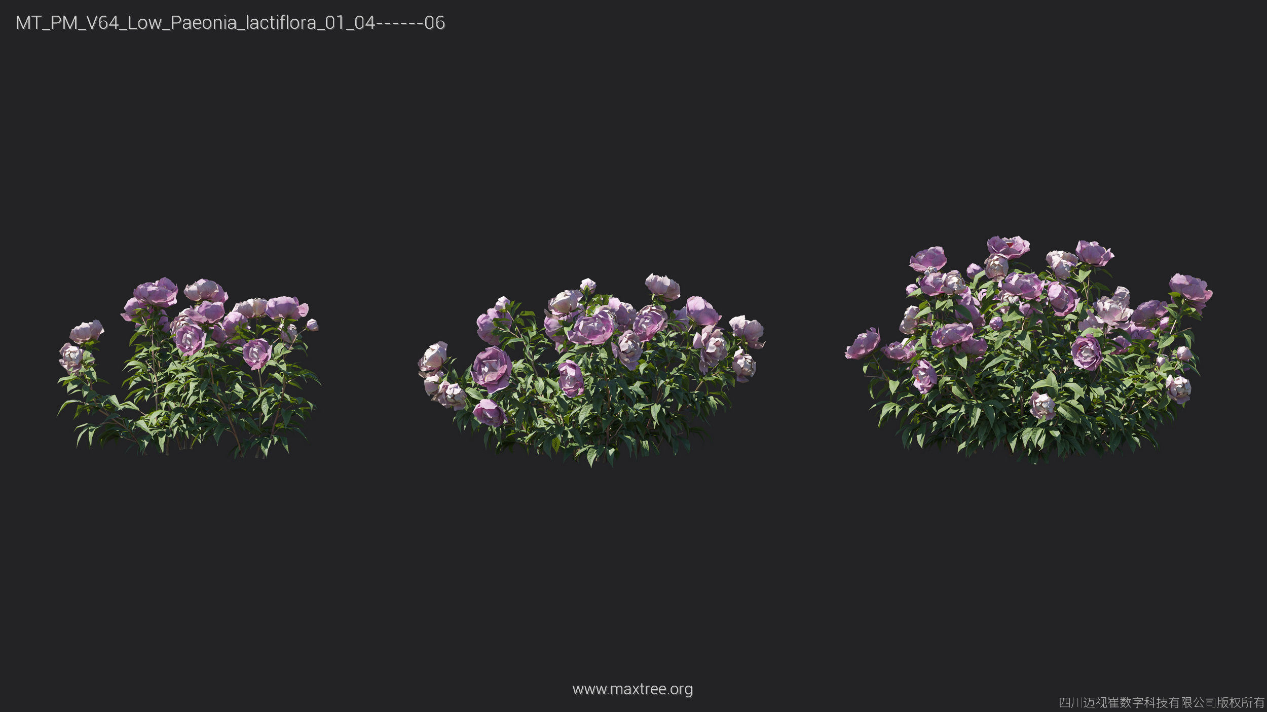 Maxtree Plant Models Vol 64 Low Poly - Mesh 3D model_20
