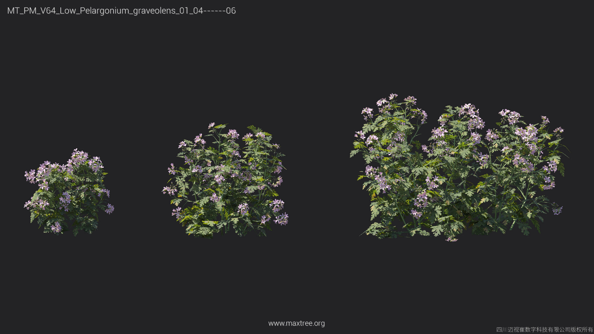 Maxtree Plant Models Vol 64 Low Poly - Mesh 3D model_22