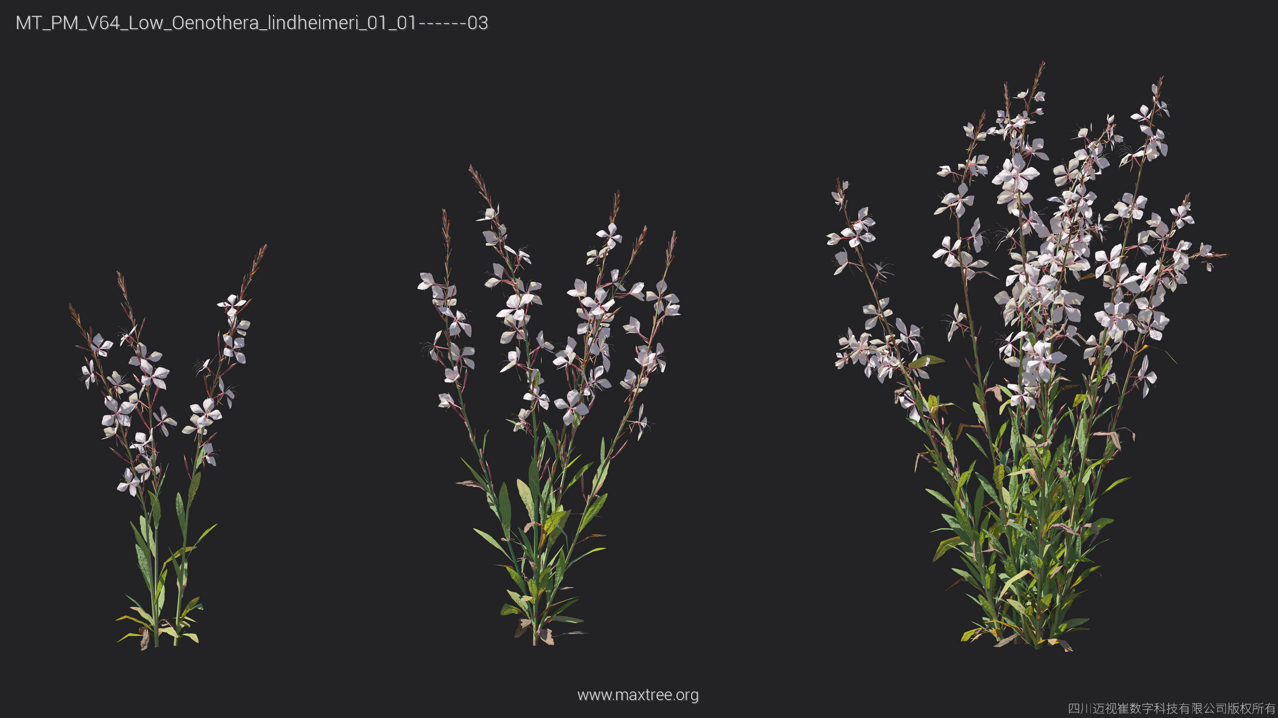 Maxtree Plant Models Vol 64 Low Poly - Mesh 3D model_15