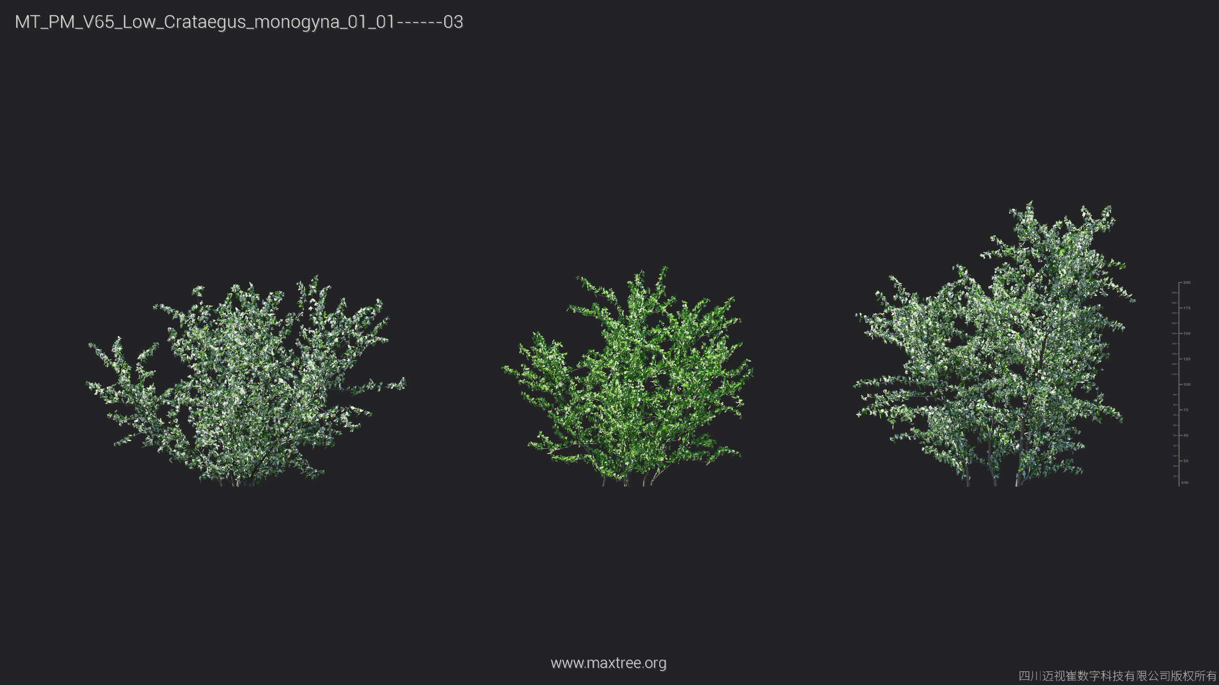 Maxtree Plant Models Vol 65 Low Poly - Mesh 3D model_17