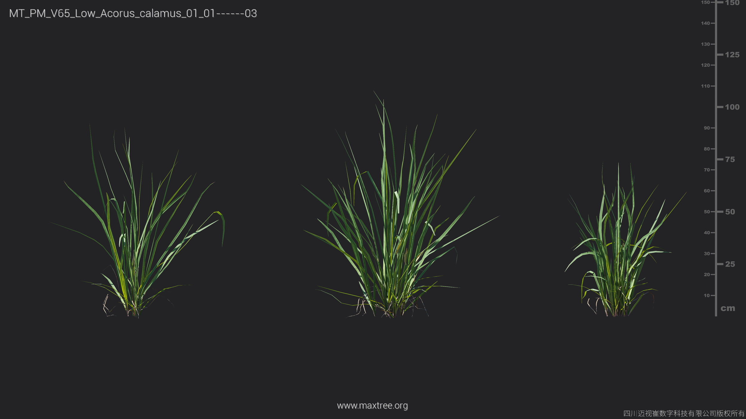 Maxtree Plant Models Vol 65 Low Poly - Mesh 3D model_7