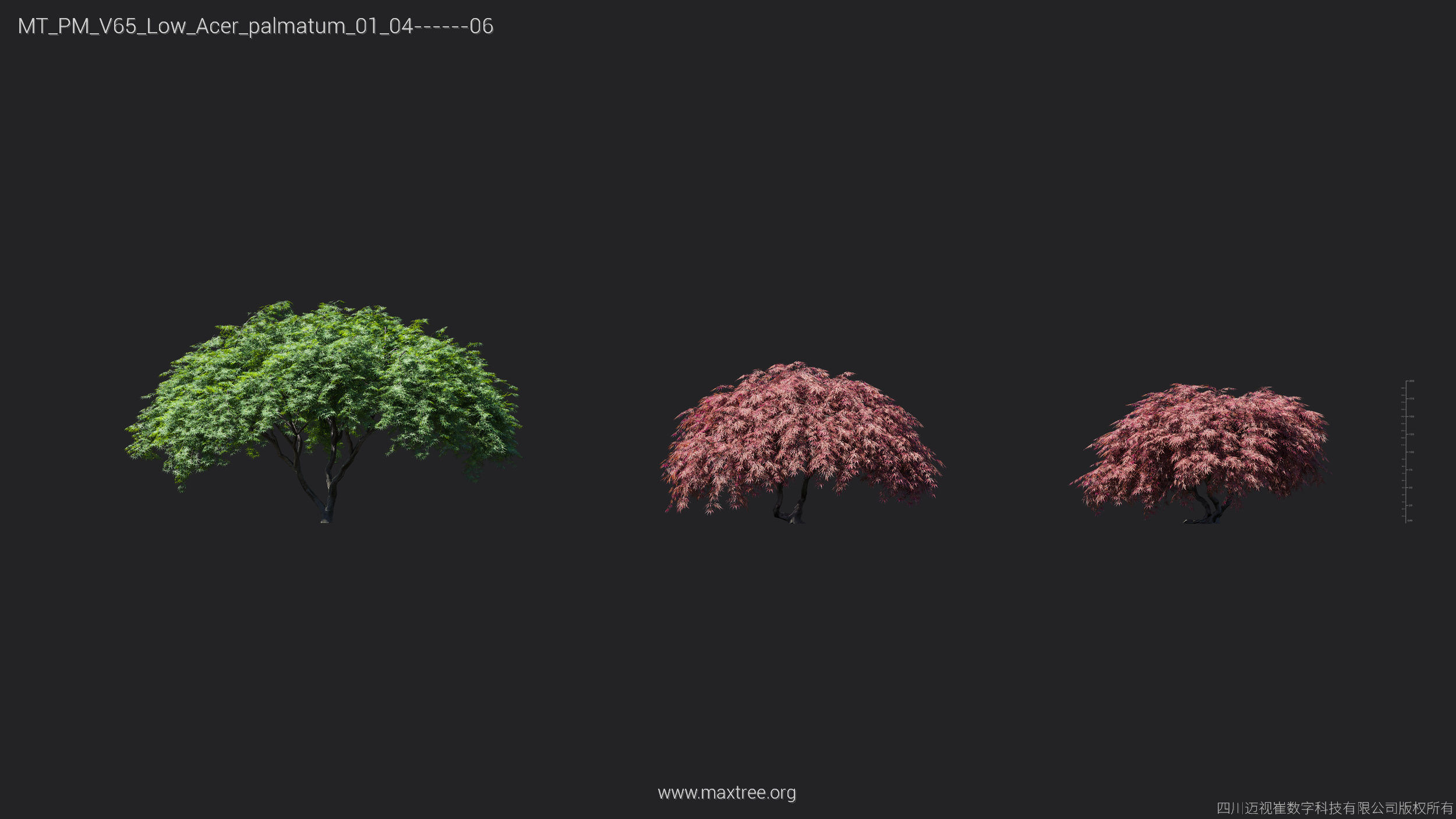 Maxtree Plant Models Vol 65 Low Poly - Mesh 3D model_4