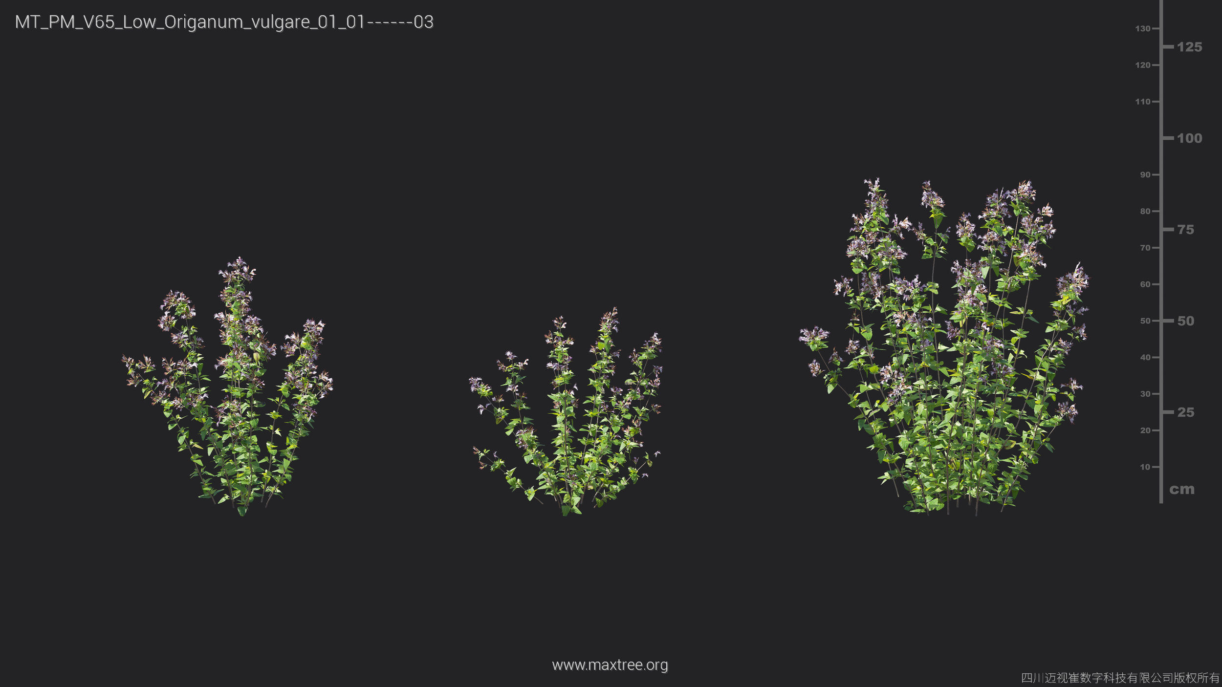 Maxtree Plant Models Vol 65 Low Poly - Mesh 3D model_23