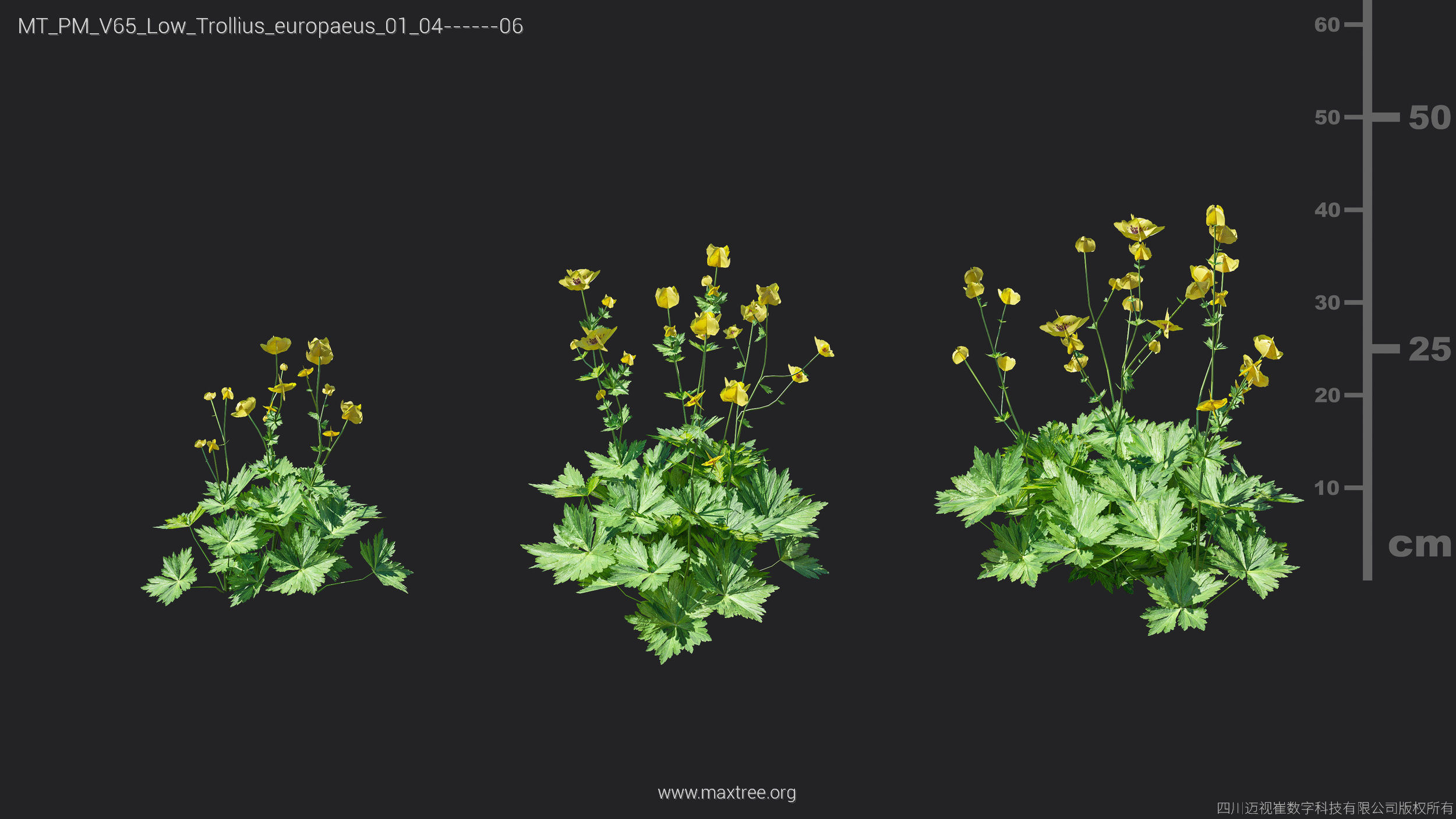 Maxtree Plant Models Vol 65 Low Poly - Mesh 3D model_30