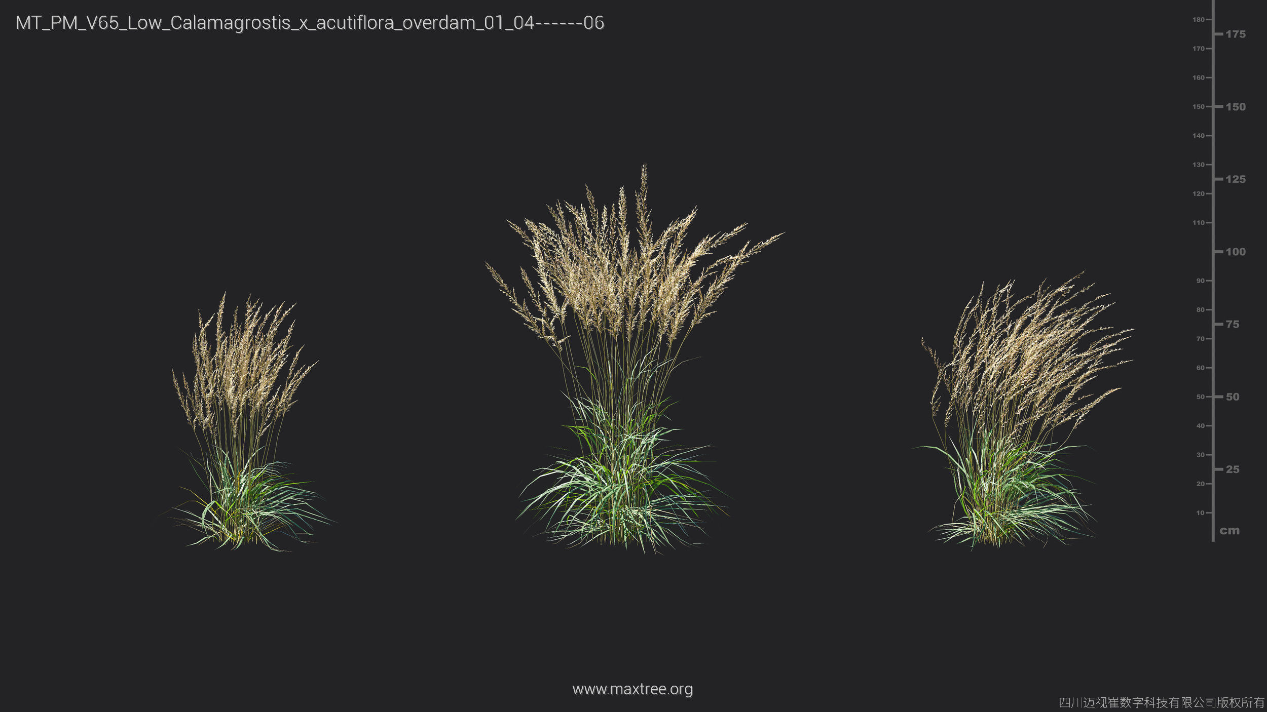 Maxtree Plant Models Vol 65 Low Poly - Mesh 3D model_14
