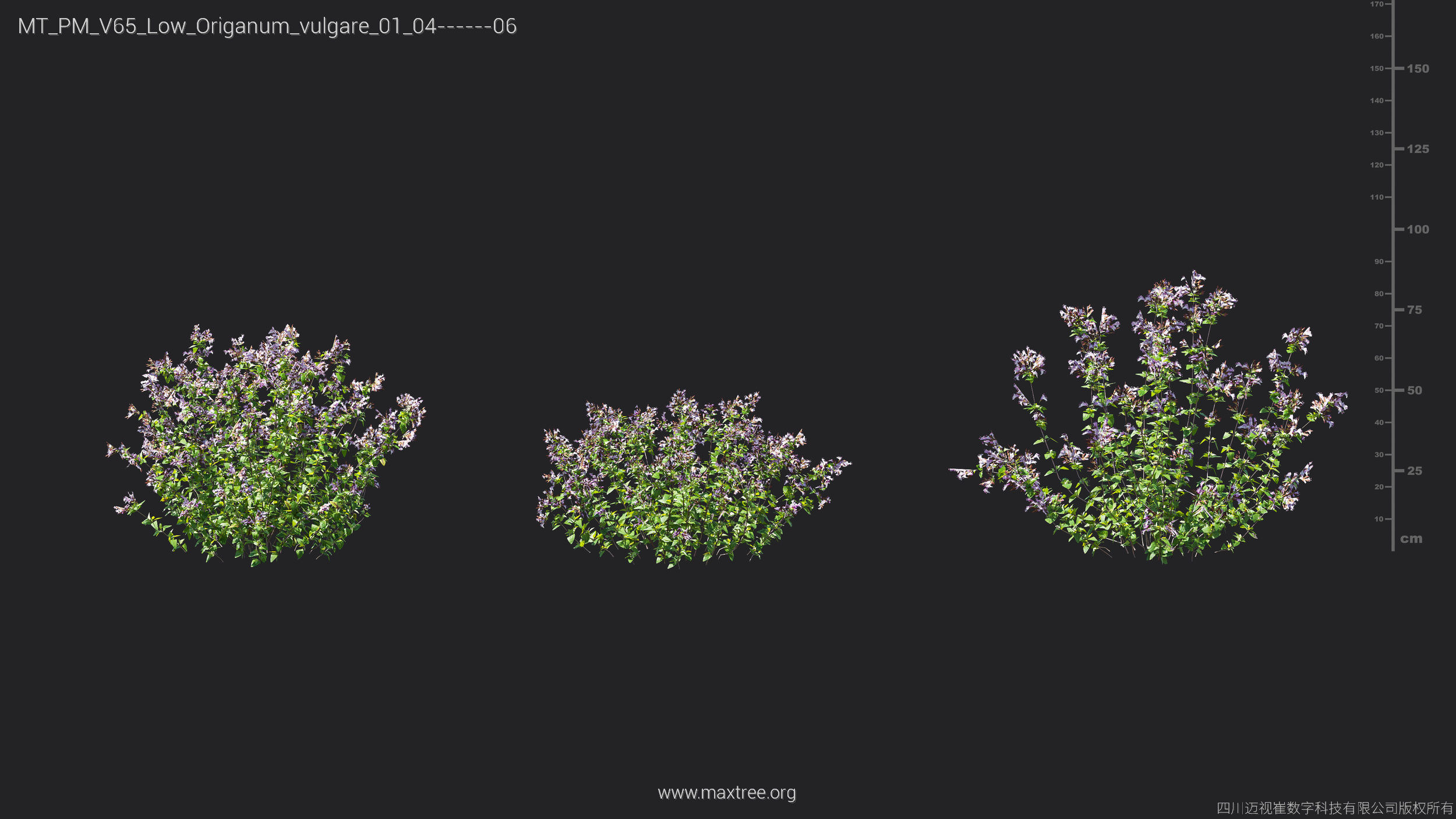 Maxtree Plant Models Vol 65 Low Poly - Mesh 3D model_24