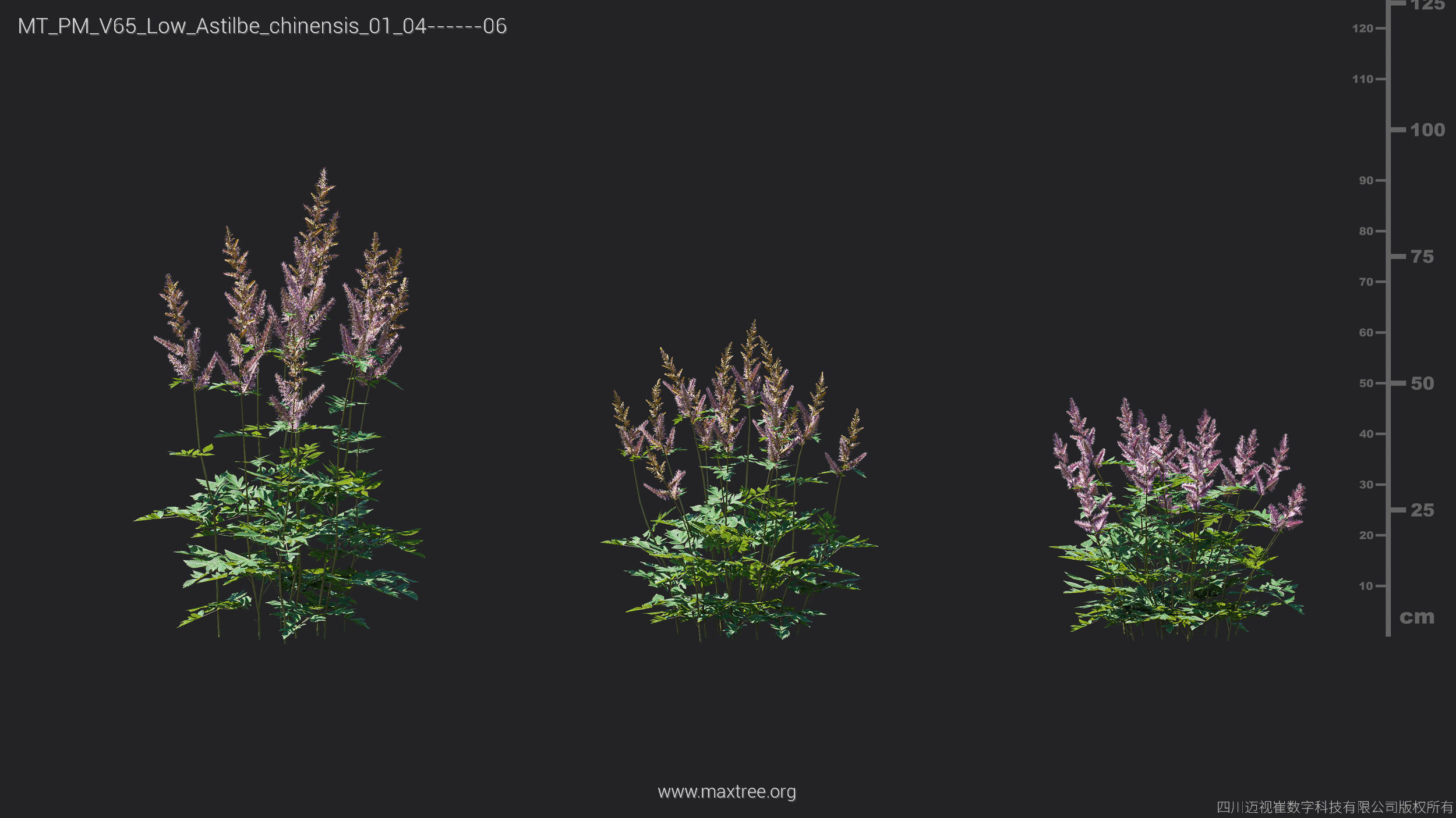 Maxtree Plant Models Vol 65 Low Poly - Mesh 3D model_10