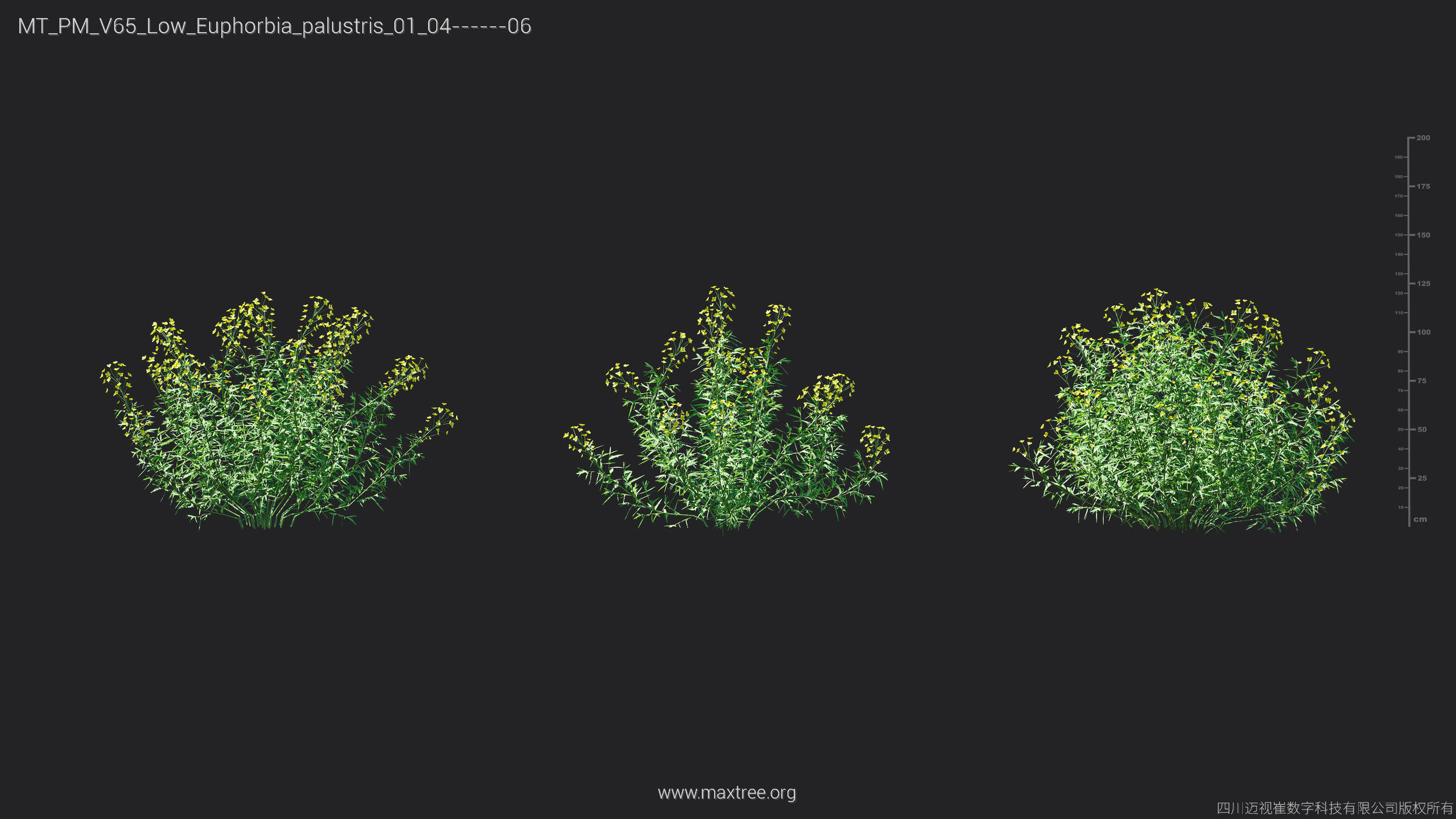 Maxtree Plant Models Vol 65 Low Poly - Mesh 3D model_20