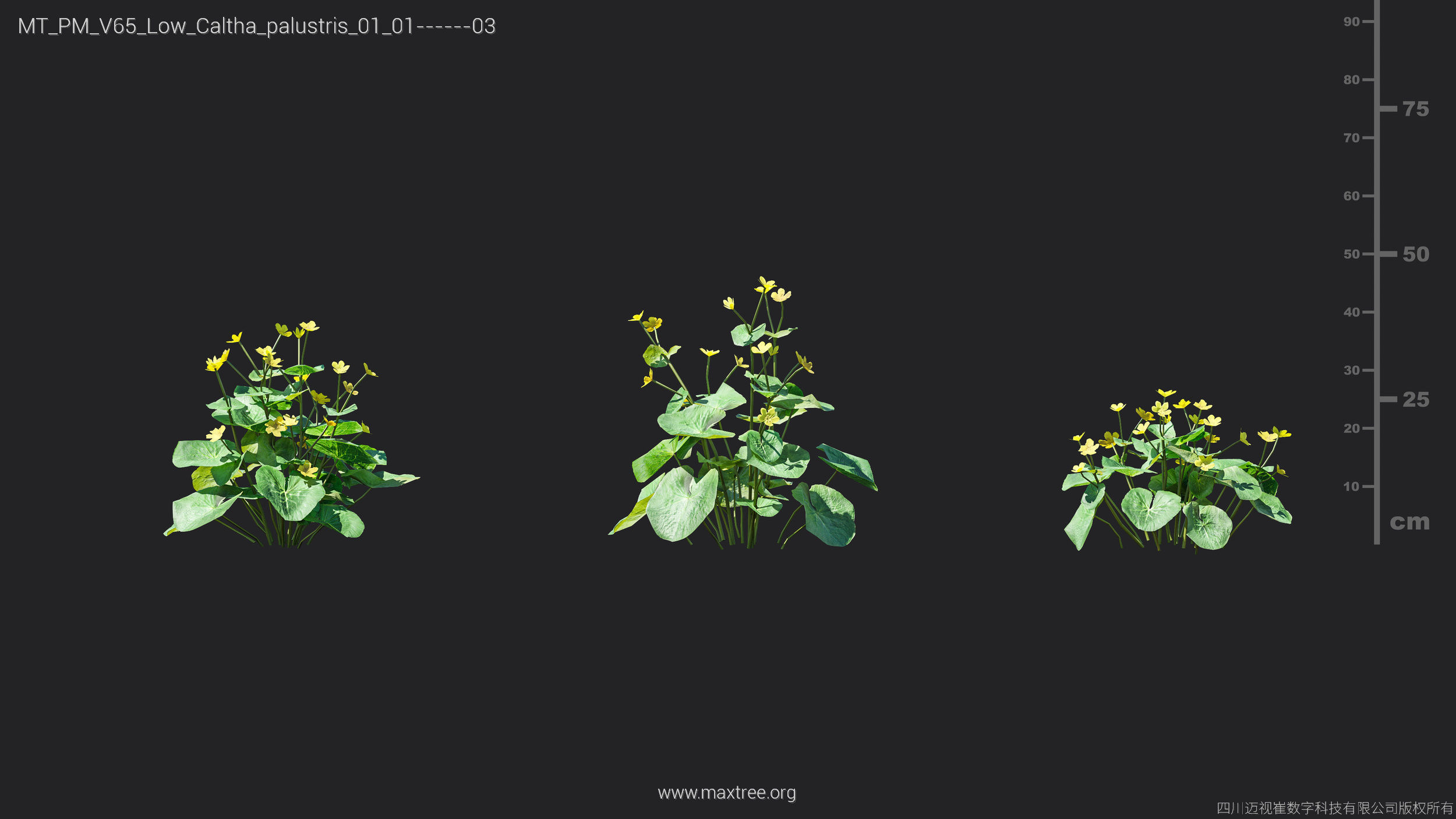Maxtree Plant Models Vol 65 Low Poly - Mesh 3D model_15