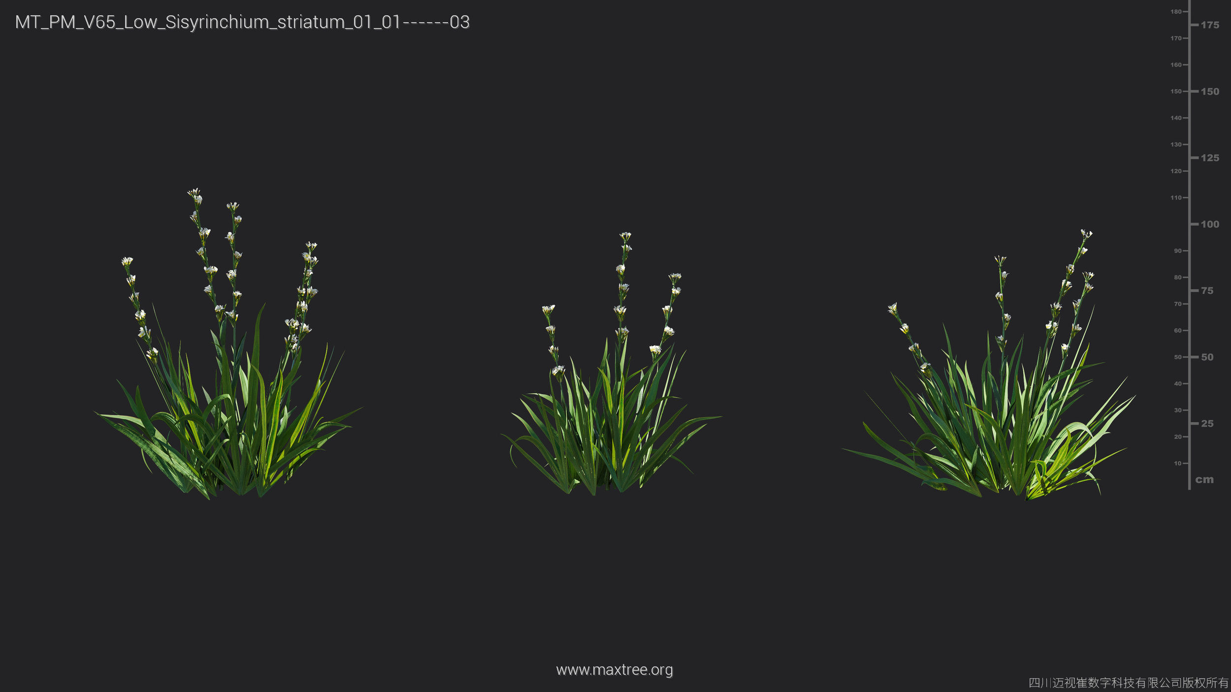 Maxtree Plant Models Vol 65 Low Poly - Mesh 3D model_27