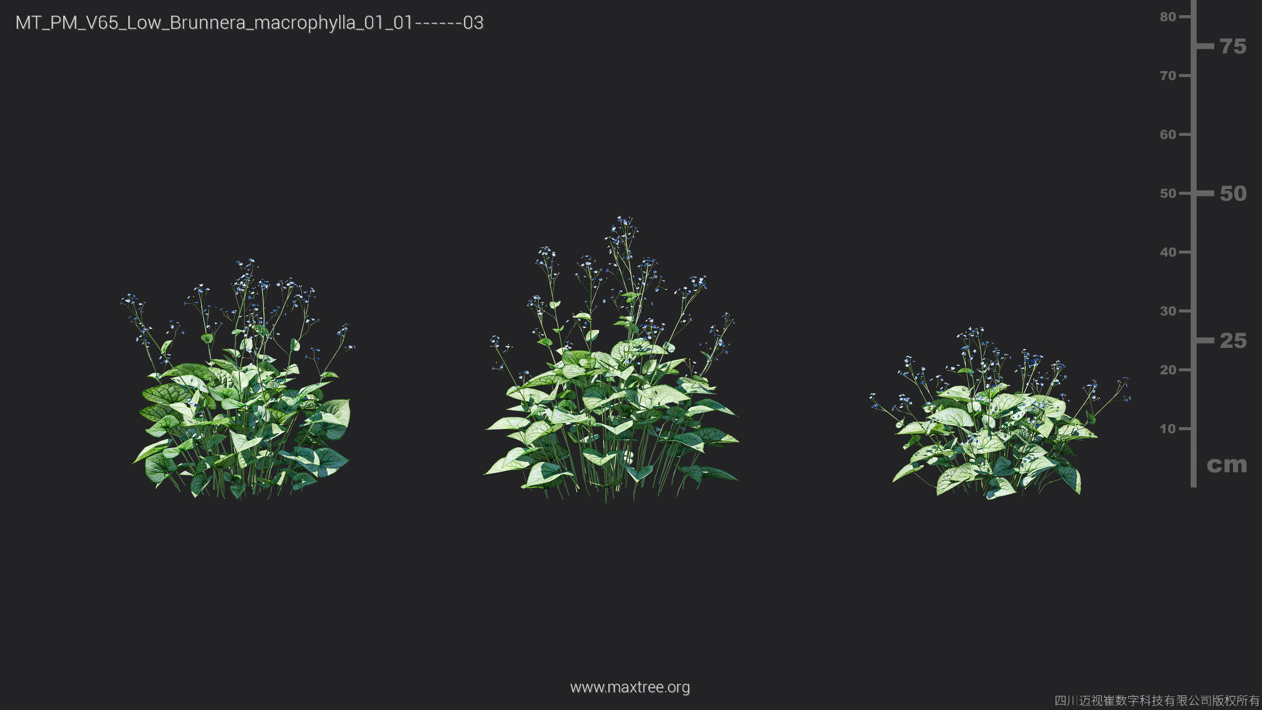 Maxtree Plant Models Vol 65 Low Poly - Mesh 3D model_11