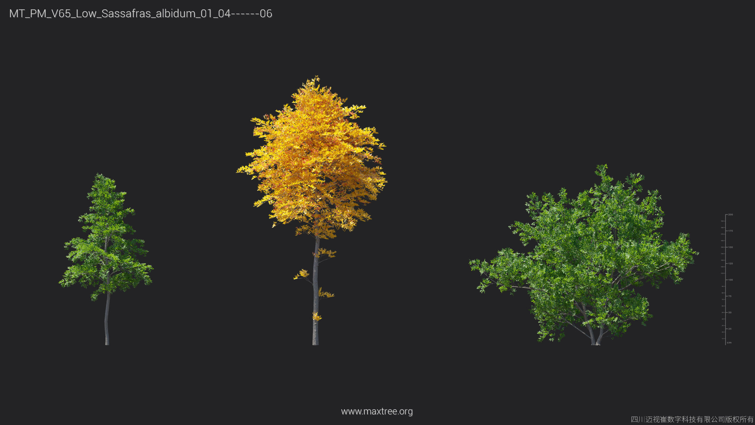 Maxtree Plant Models Vol 65 Low Poly - Mesh 3D model_26