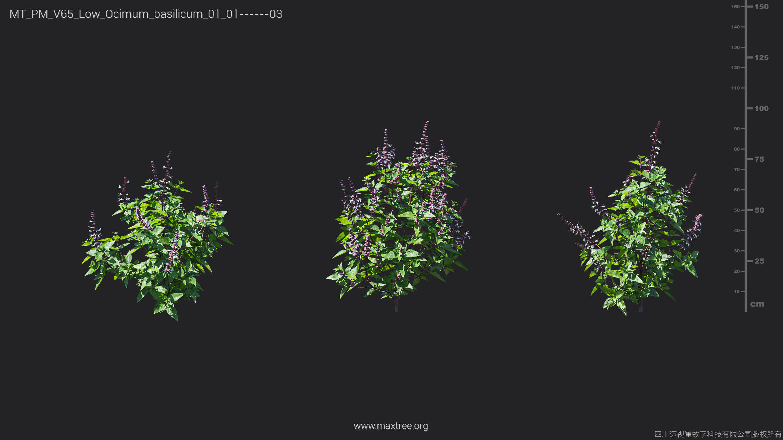 Maxtree Plant Models Vol 65 Low Poly - Mesh 3D model_21
