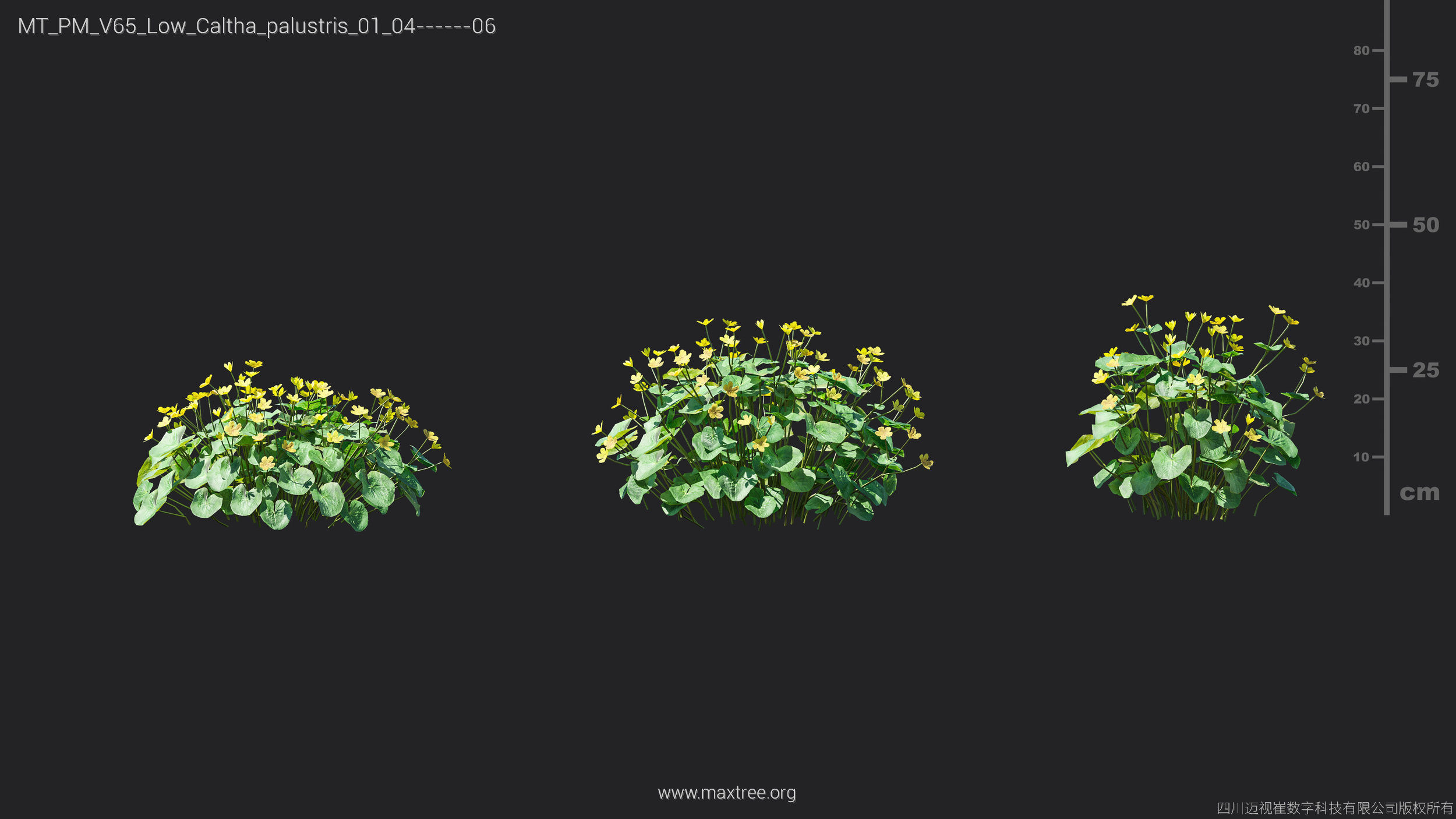 Maxtree Plant Models Vol 65 Low Poly - Mesh 3D model_16