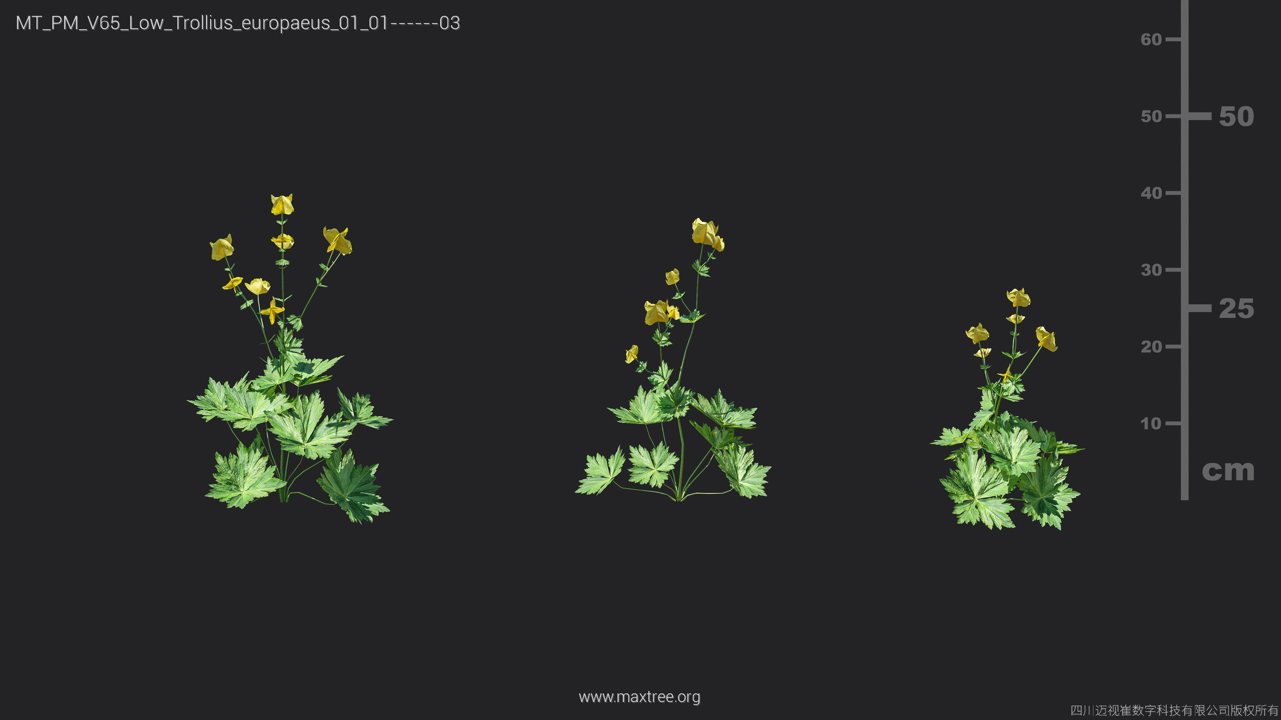 Maxtree Plant Models Vol 65 Low Poly - Mesh 3D model_29