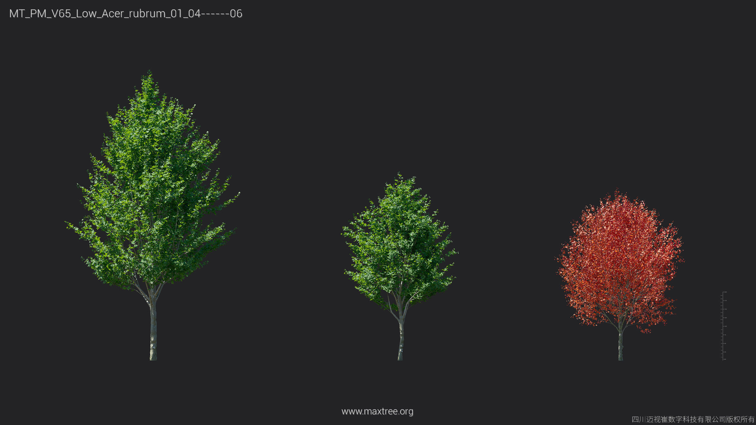 Maxtree Plant Models Vol 65 Low Poly - Mesh 3D model_6