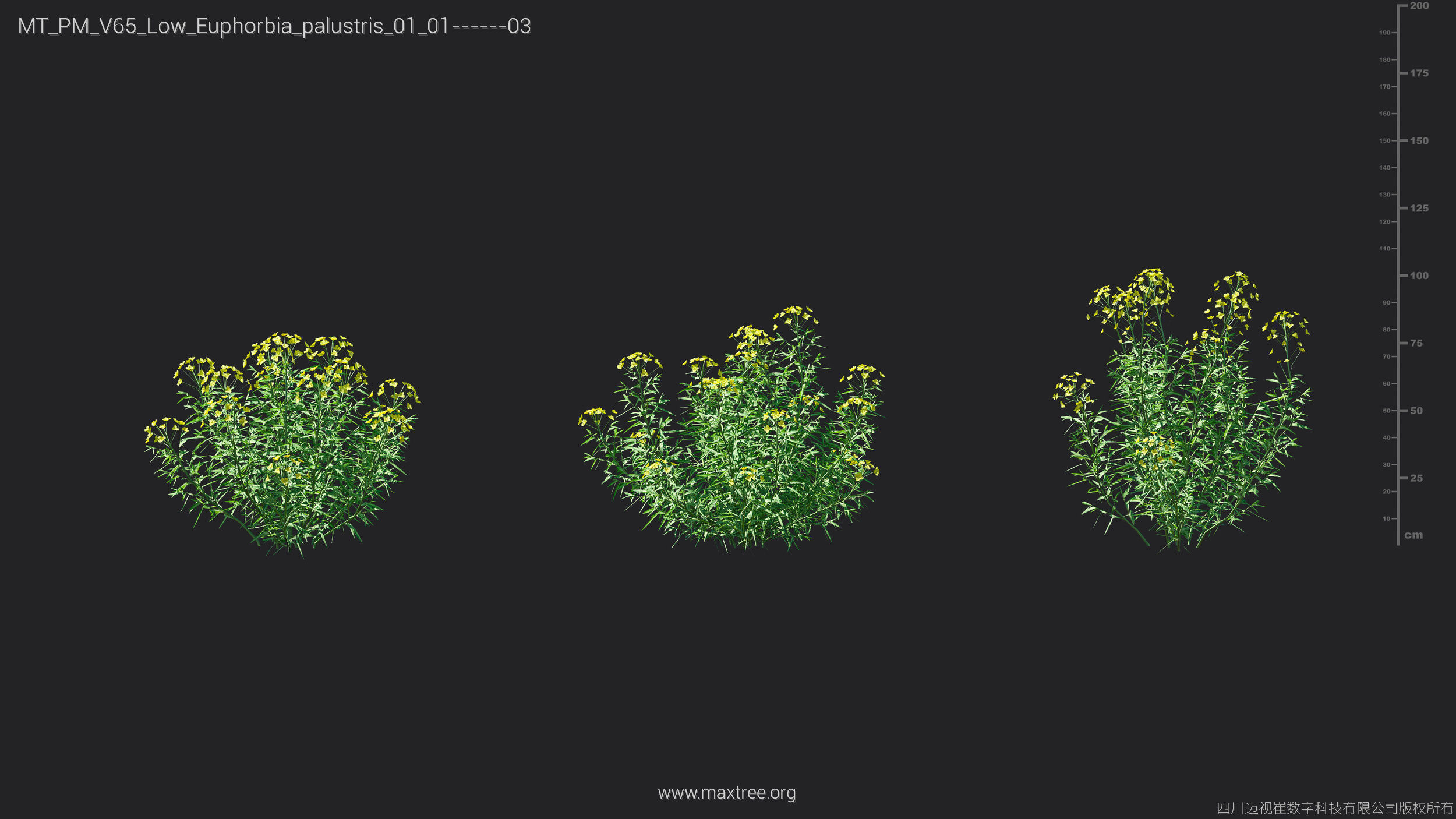 Maxtree Plant Models Vol 65 Low Poly - Mesh 3D model_19