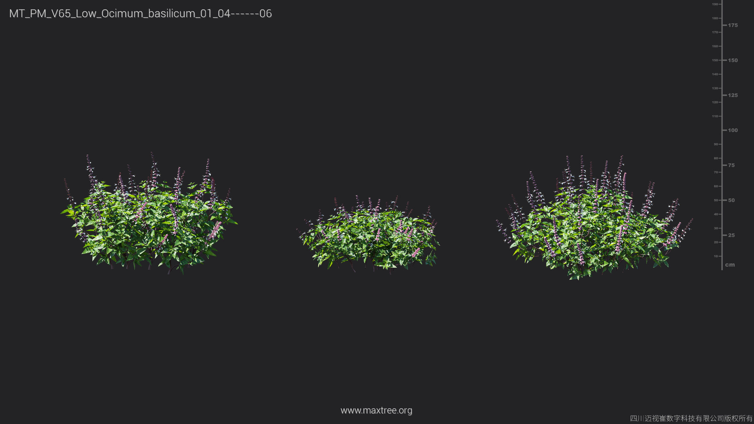 Maxtree Plant Models Vol 65 Low Poly - Mesh 3D model_22