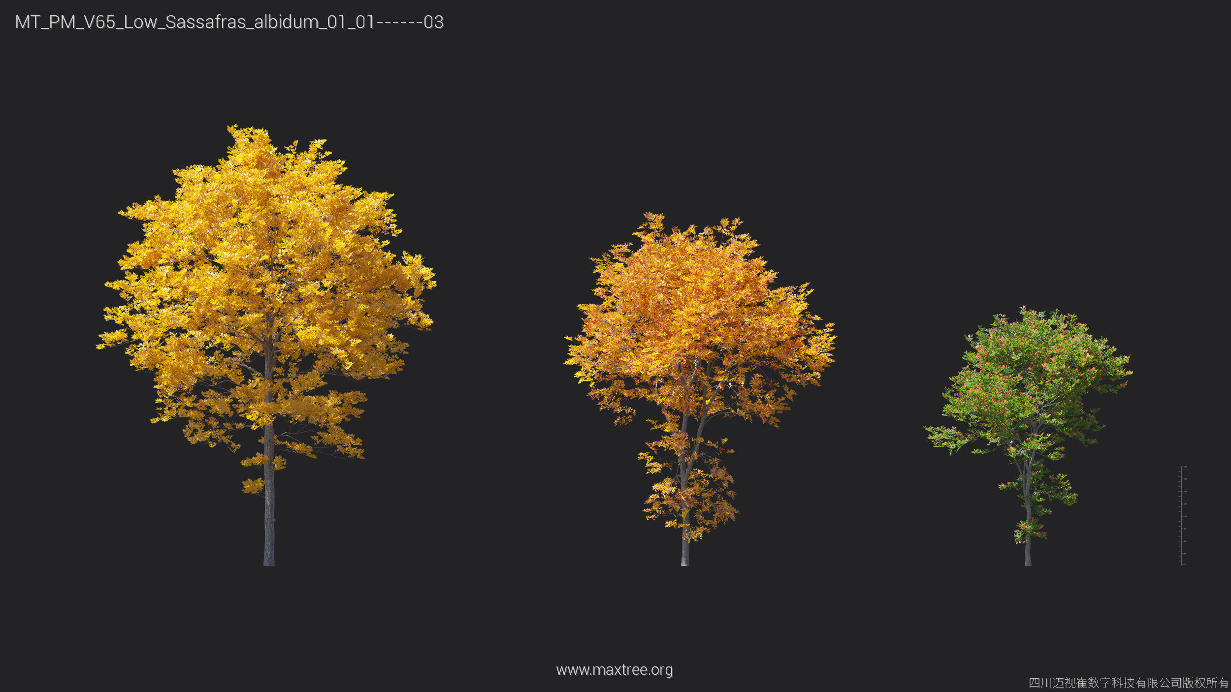 Maxtree Plant Models Vol 65 Low Poly - Mesh 3D model_25
