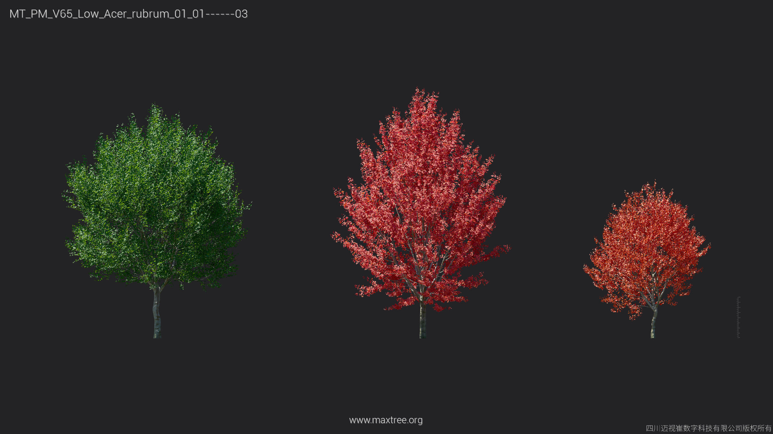 Maxtree Plant Models Vol 65 Low Poly - Mesh 3D model_5