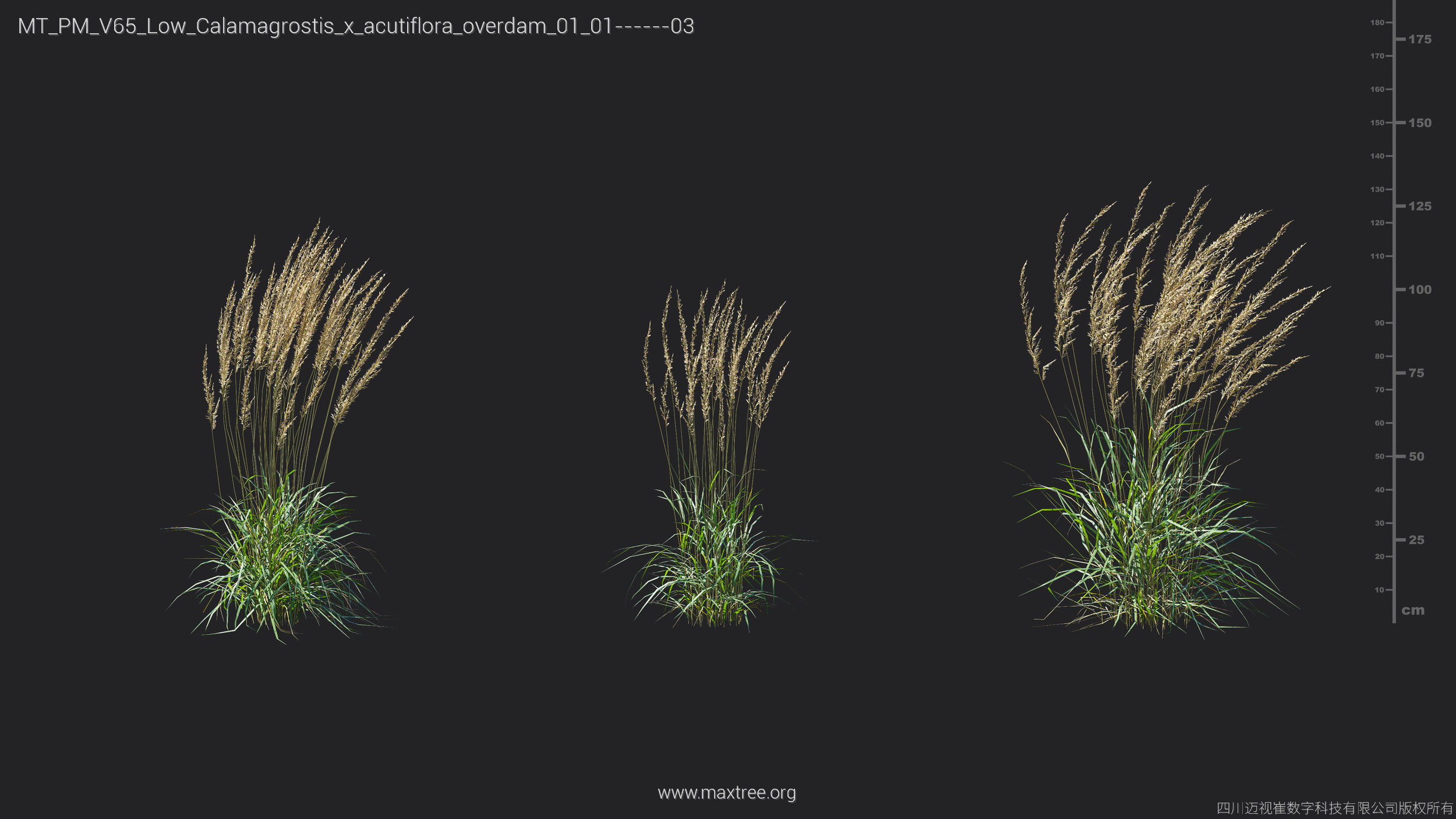 Maxtree Plant Models Vol 65 Low Poly - Mesh 3D model_13